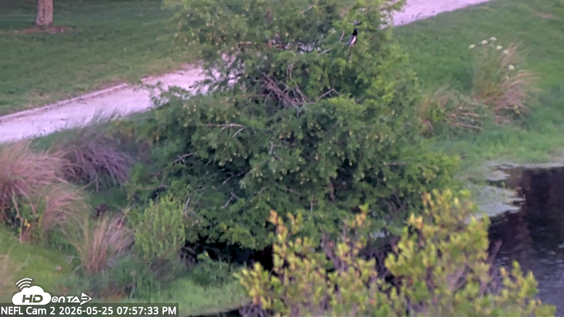 Snapshot of NE Florida Eagles Live Webcam taken May 25, 2026, 7:58pm EDT