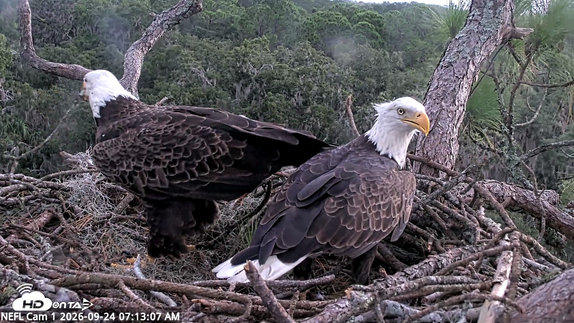 Snapshot of NE Florida Eagles Live Webcam taken Sep 24, 2026, 7:14am EDT