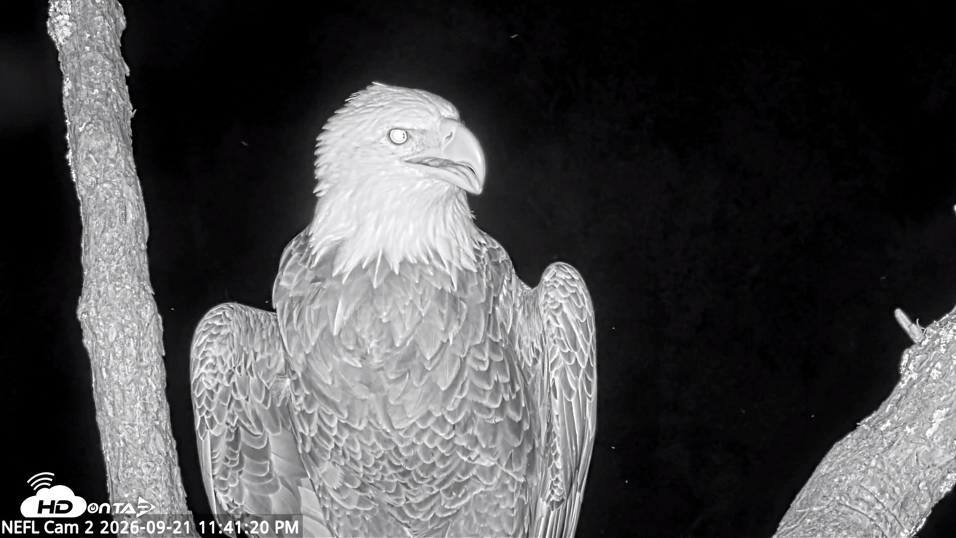Snapshot of NE Florida Eagles Live Webcam taken Sep 21, 2026, 11:42pm EDT