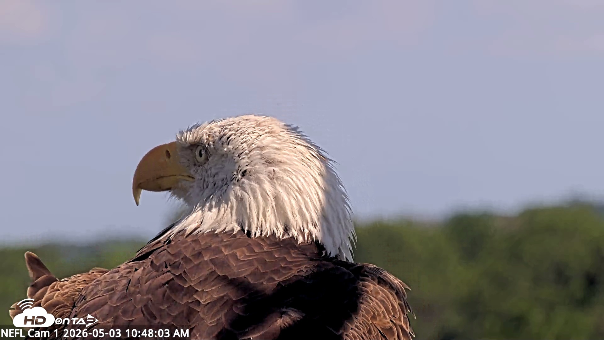 Snapshot of NE Florida Eagles Live Webcam taken May 3, 2026, 10:49am EDT