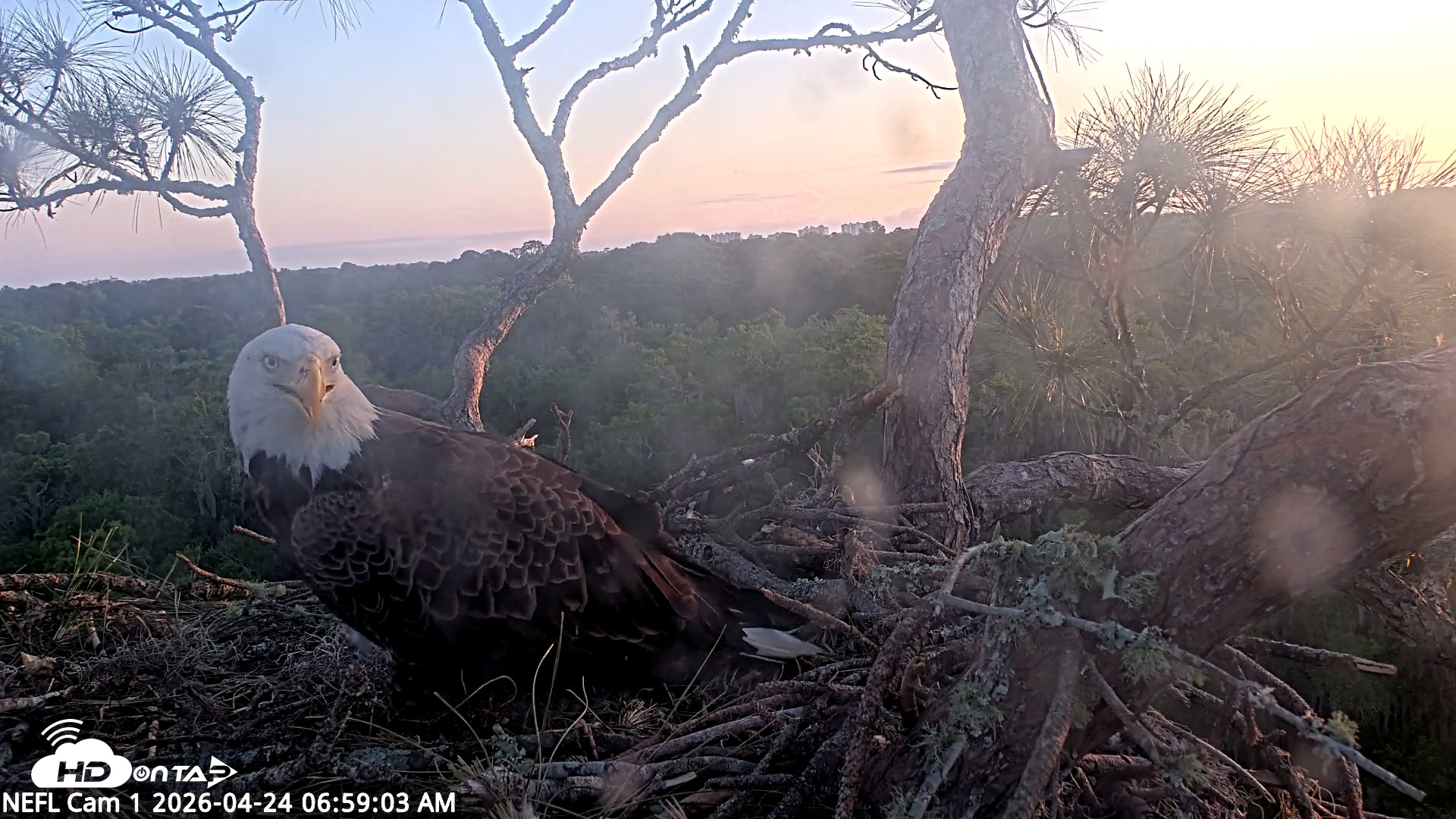 Snapshot of NE Florida Eagles Live Webcam taken Apr 24, 2026, 7:00am EDT