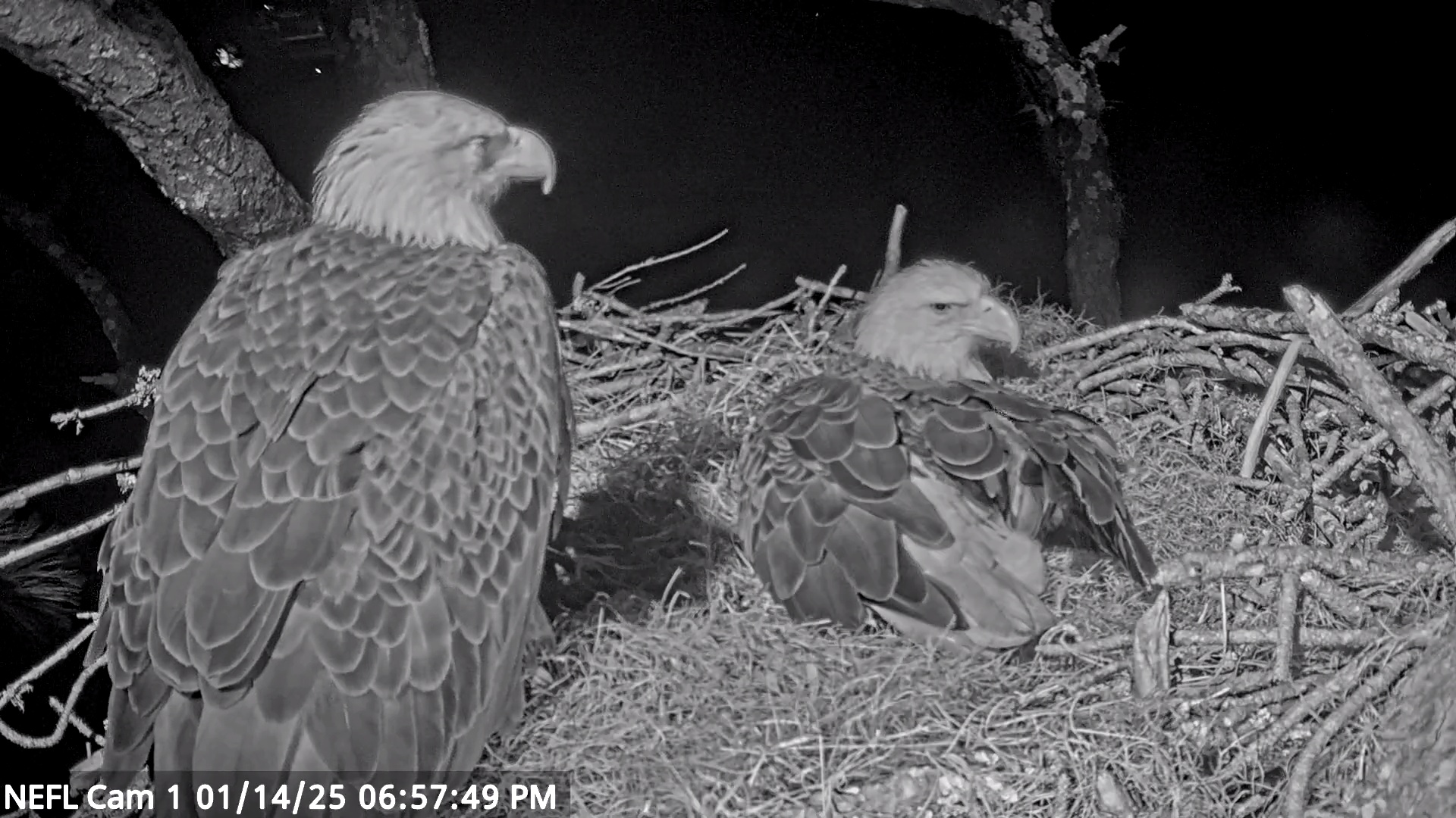 Snapshot of NE Florida Eagles Live Webcam taken Jan 14, 2025, 6:57pm EST