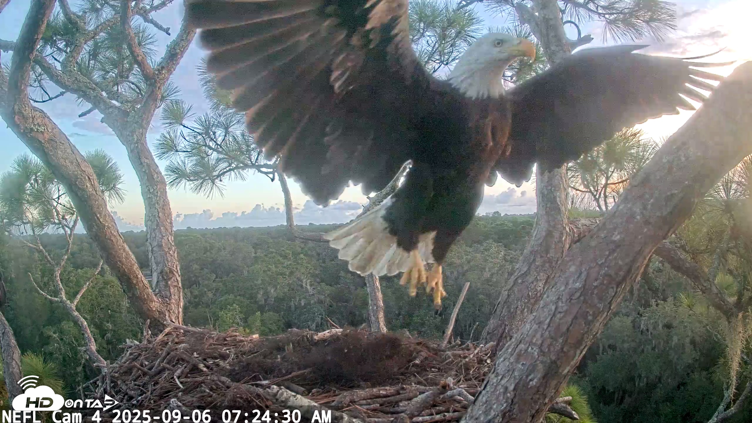 Snapshot of NE Florida Eagles Live Webcam taken Sep 6, 2025, 7:25am EDT