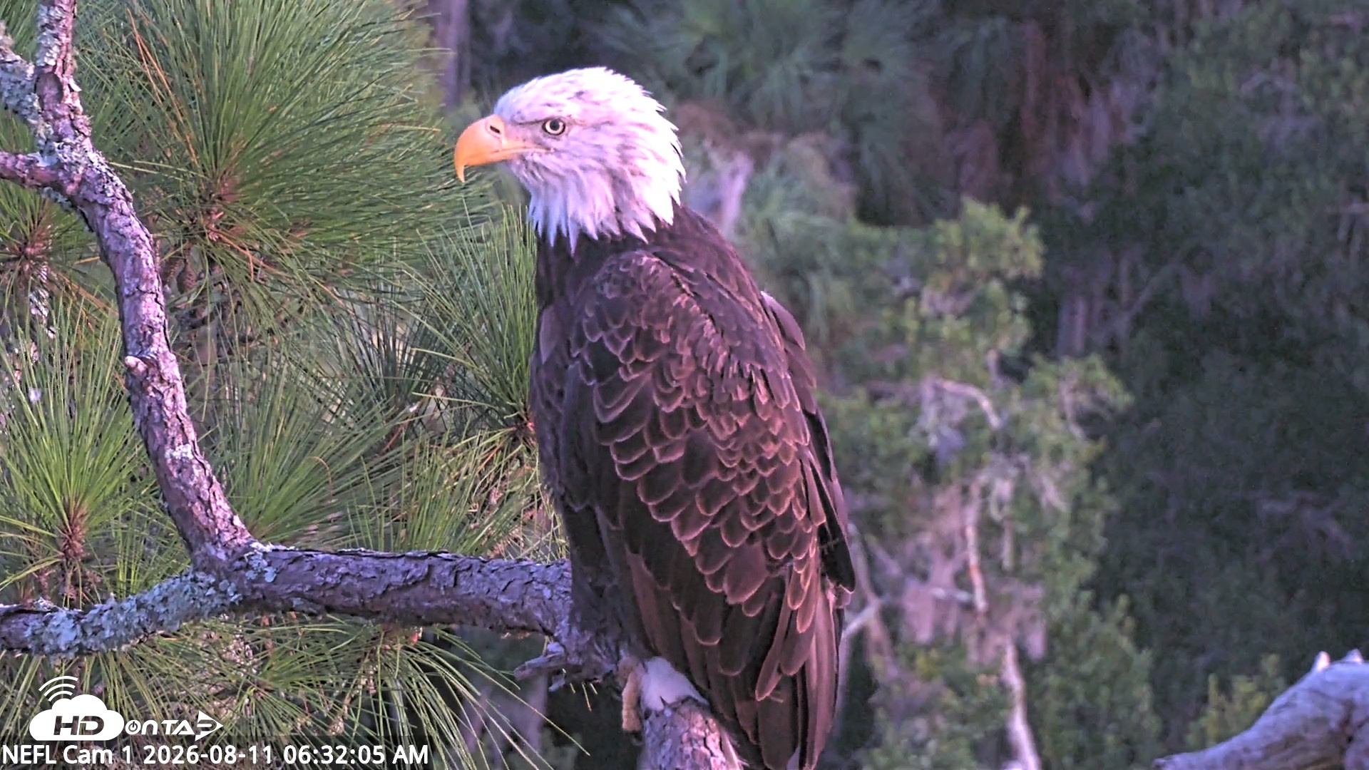 Snapshot of NE Florida Eagles Live Webcam taken Aug 11, 2026, 6:33am EDT