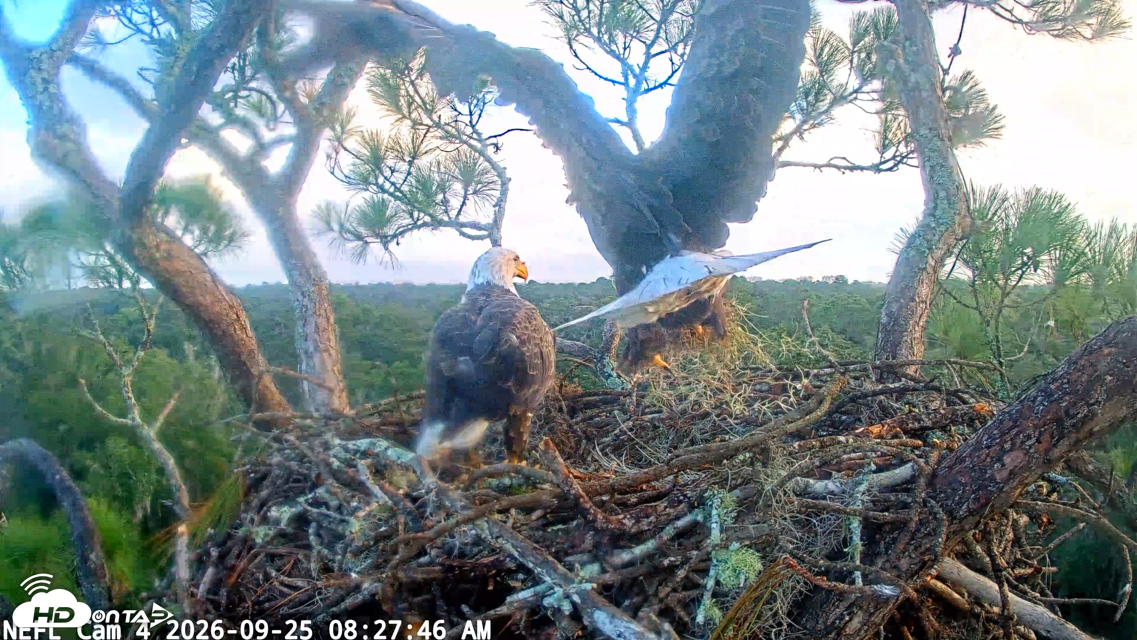 Snapshot of NE Florida Eagles Live Webcam taken Sep 25, 2026, 8:28am EDT