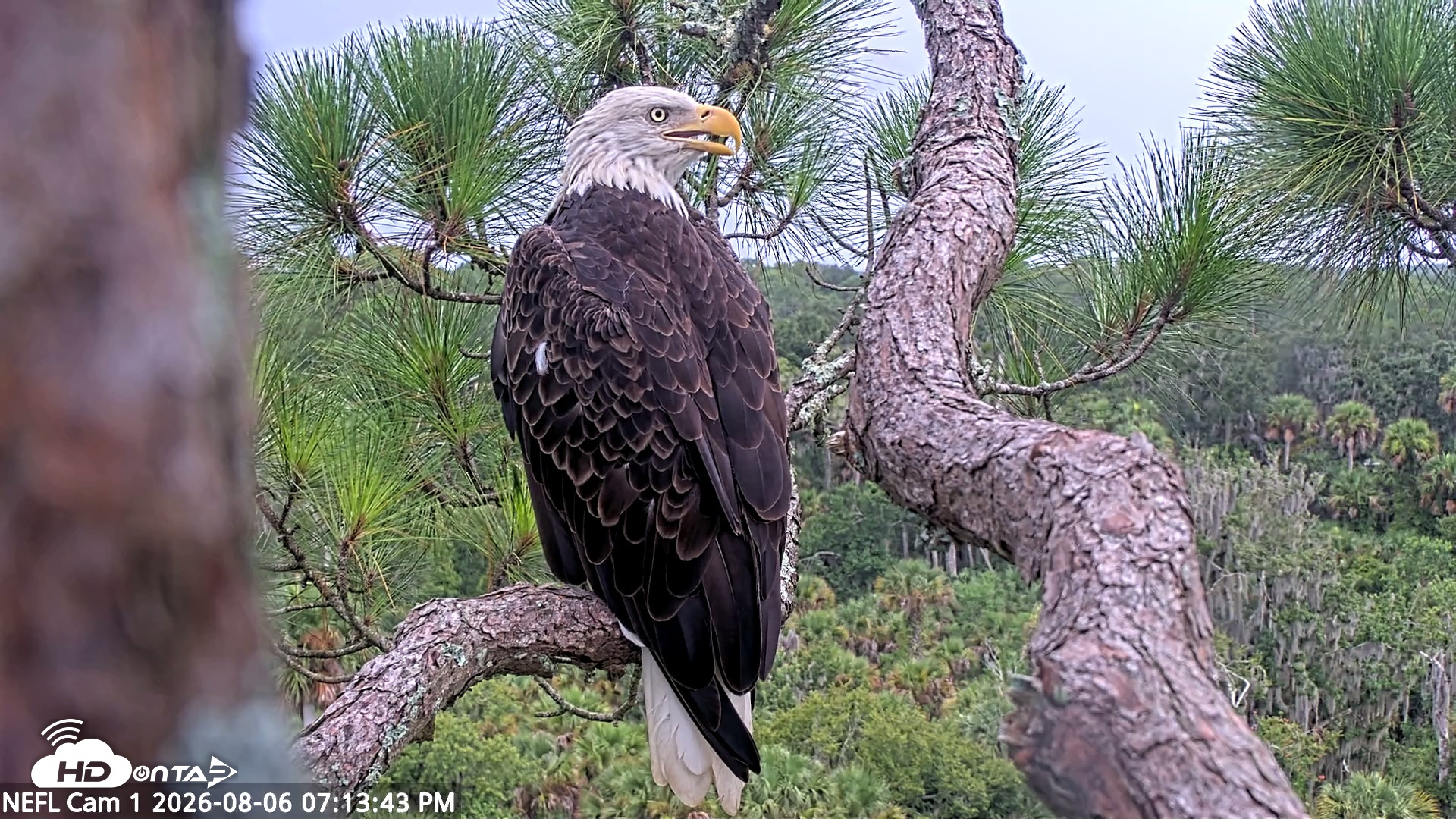 Snapshot of NE Florida Eagles Live Webcam taken Aug 6, 2026, 7:14pm EDT
