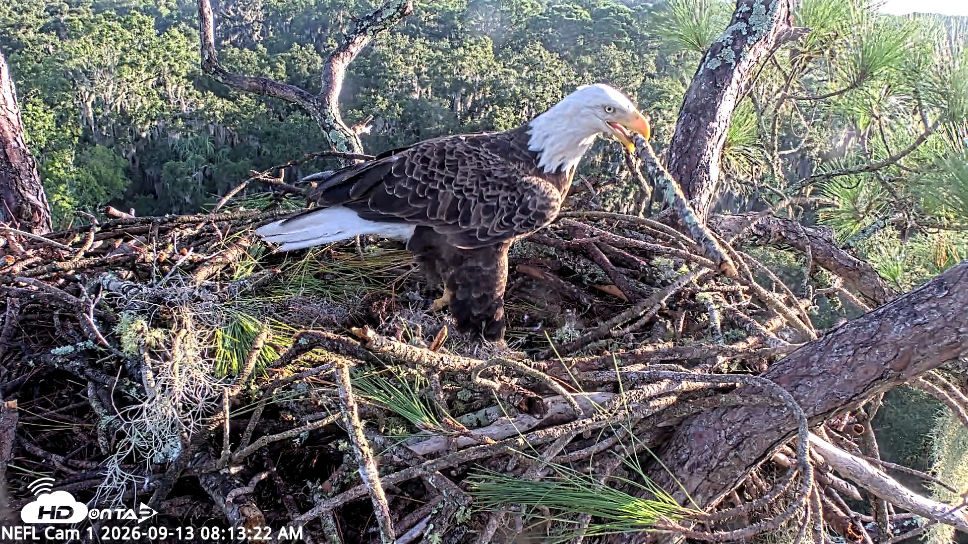 Snapshot of NE Florida Eagles Live Webcam taken Sep 13, 2026, 8:15am EDT