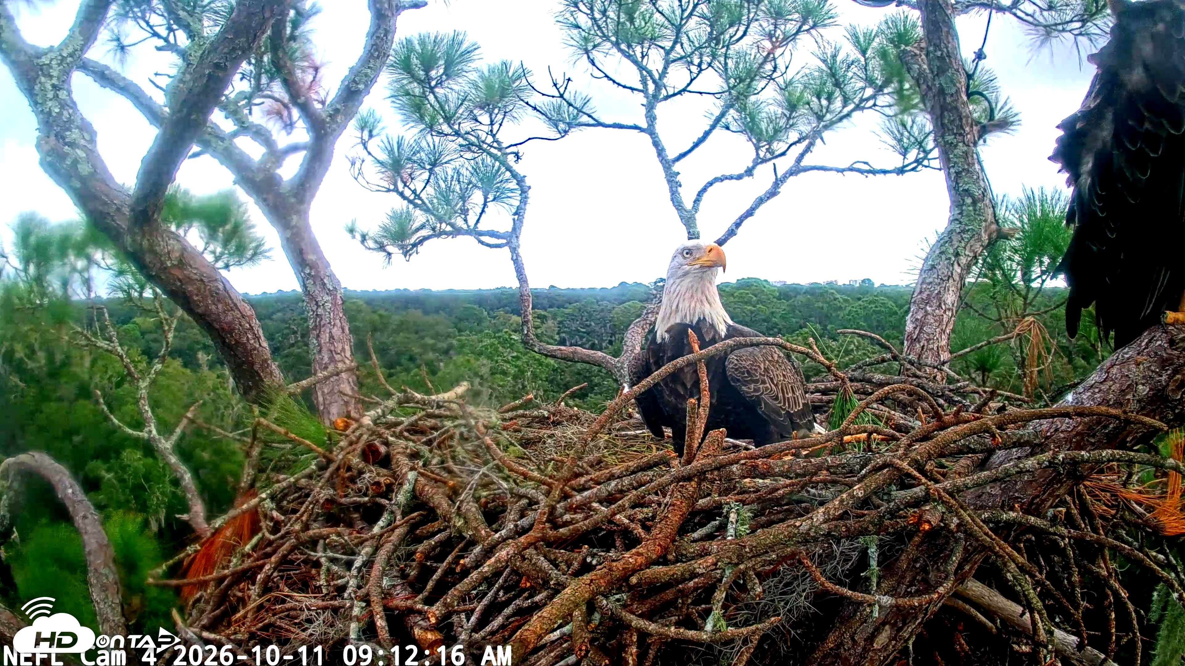 Snapshot of NE Florida Eagles Live Webcam taken Oct 11, 2026, 9:13am EDT