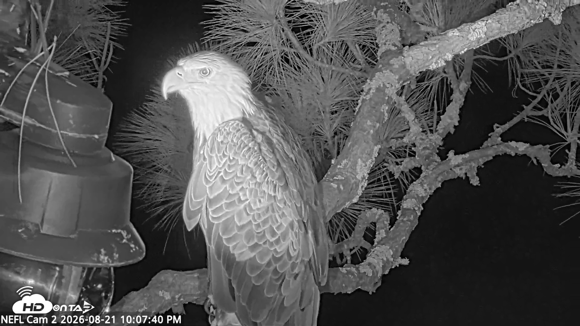 Snapshot of NE Florida Eagles Live Webcam taken Aug 21, 2026, 10:08pm EDT