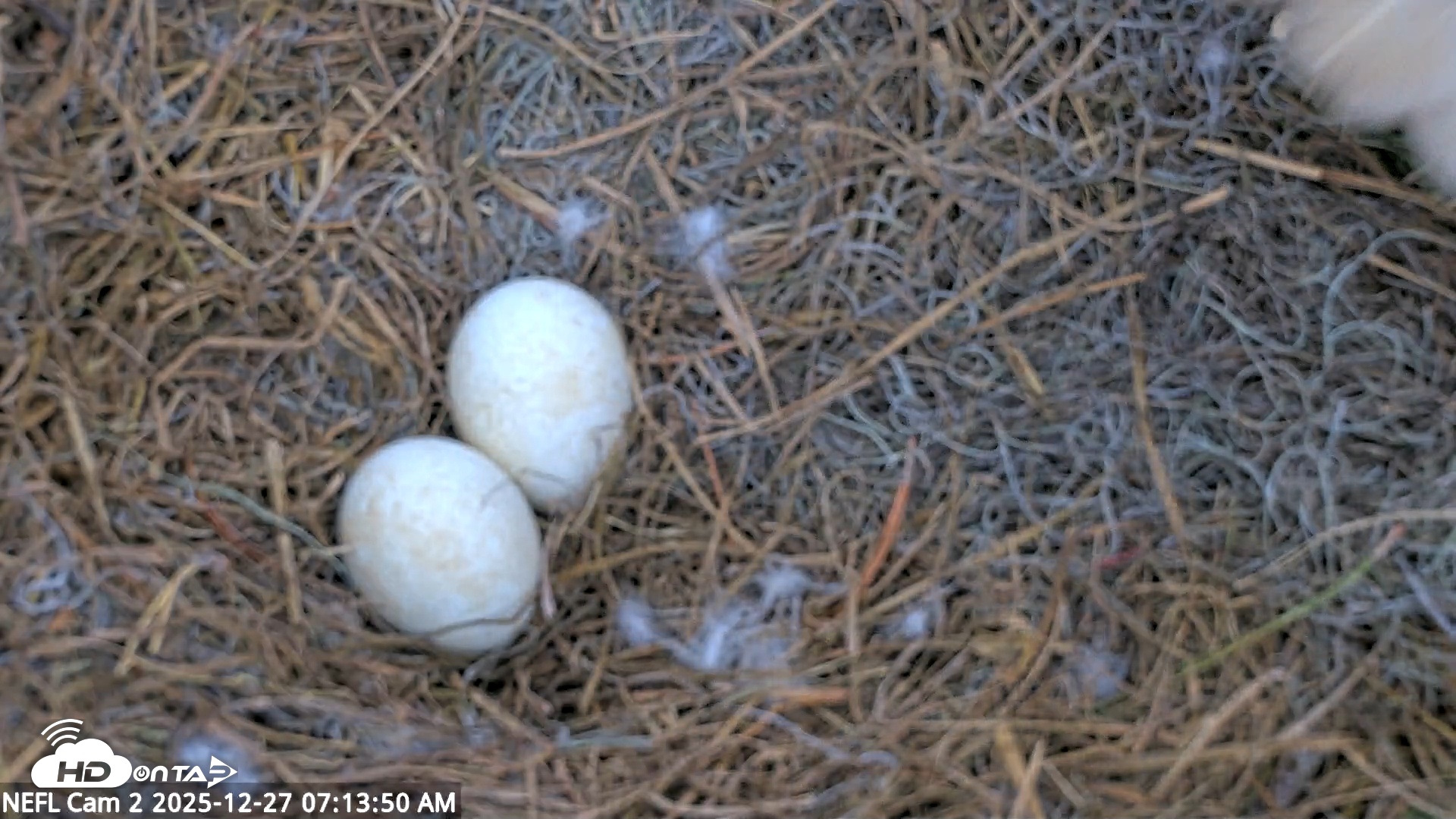 Snapshot of NE Florida Eagles Live Webcam taken Dec 27, 2025, 7:14am EST