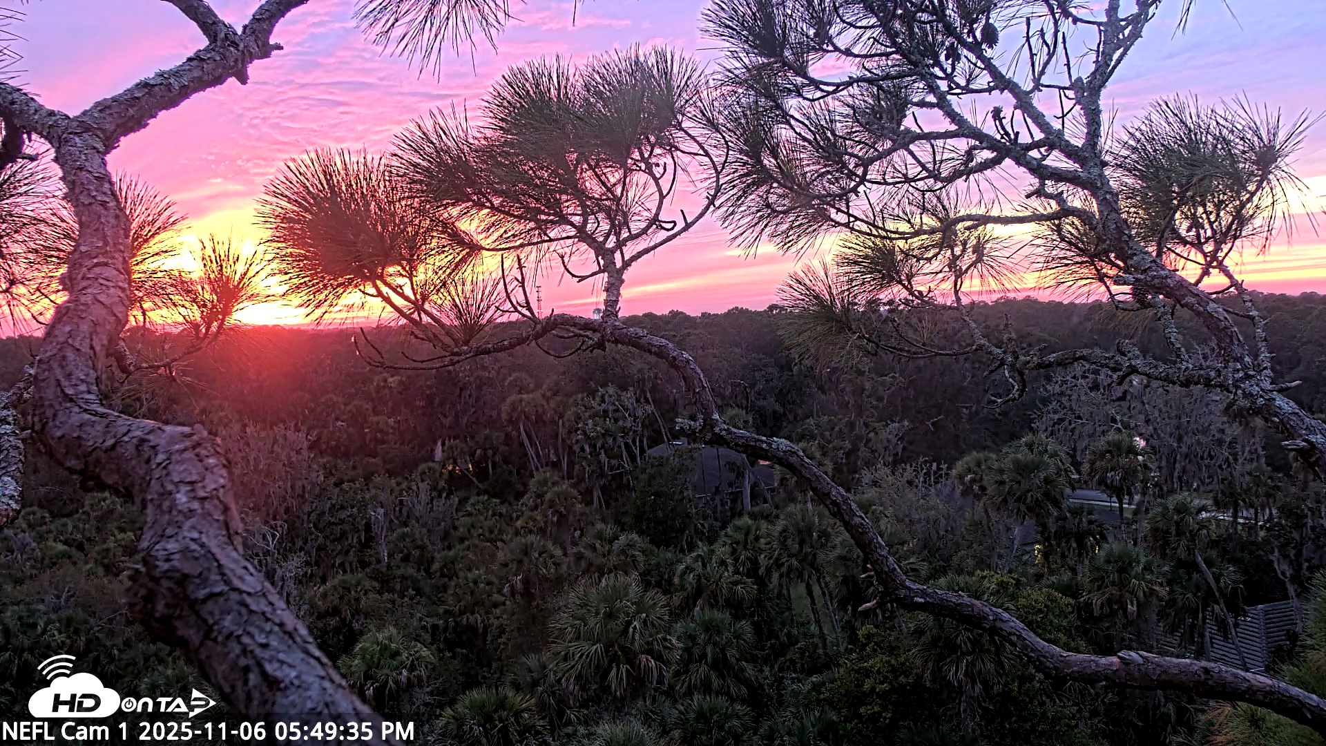 Snapshot of NE Florida Eagles Live Webcam taken Nov 6, 2025, 5:50pm EST