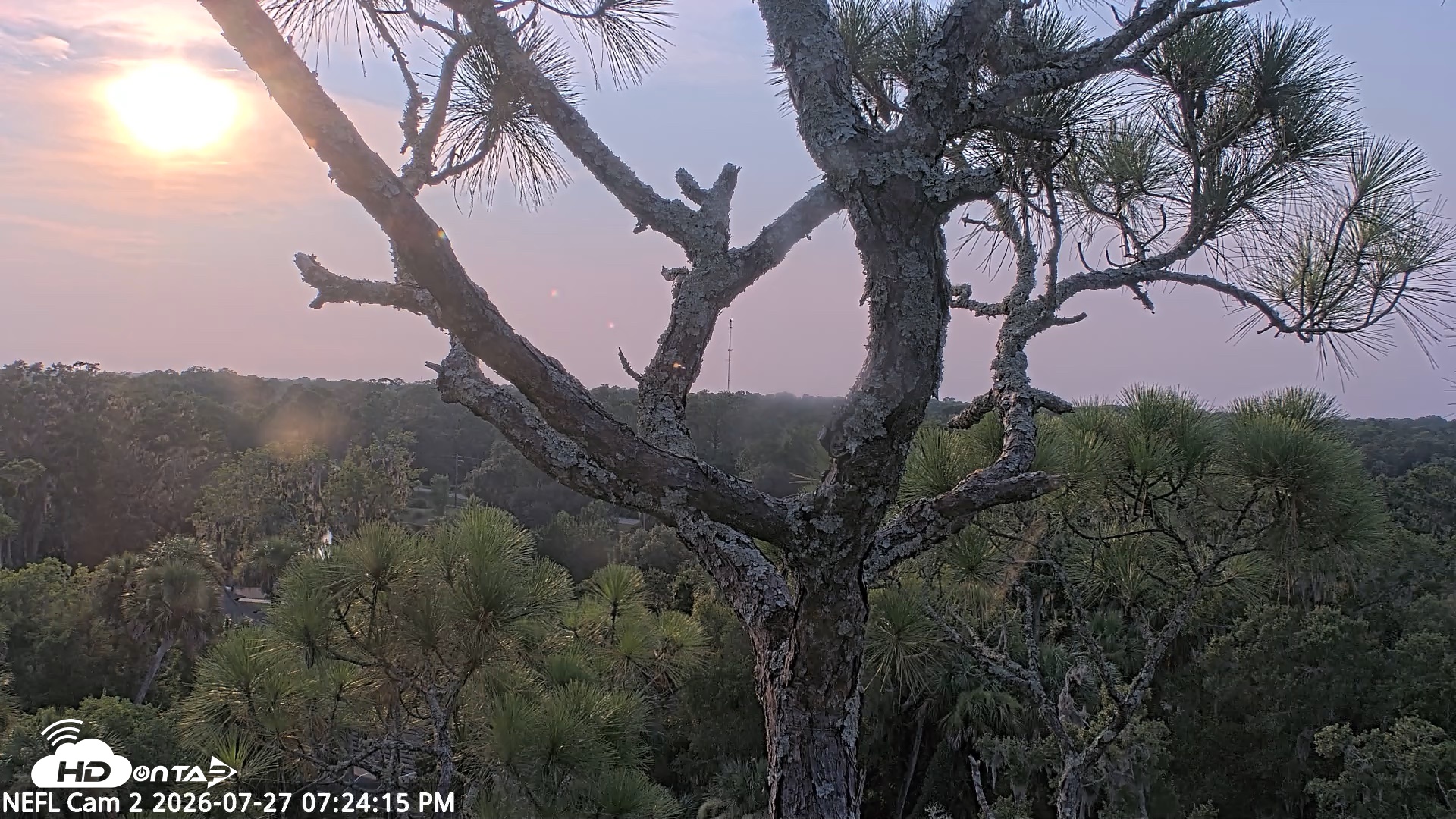 Snapshot of NE Florida Eagles Live Webcam taken Jul 27, 2026, 7:25pm EDT