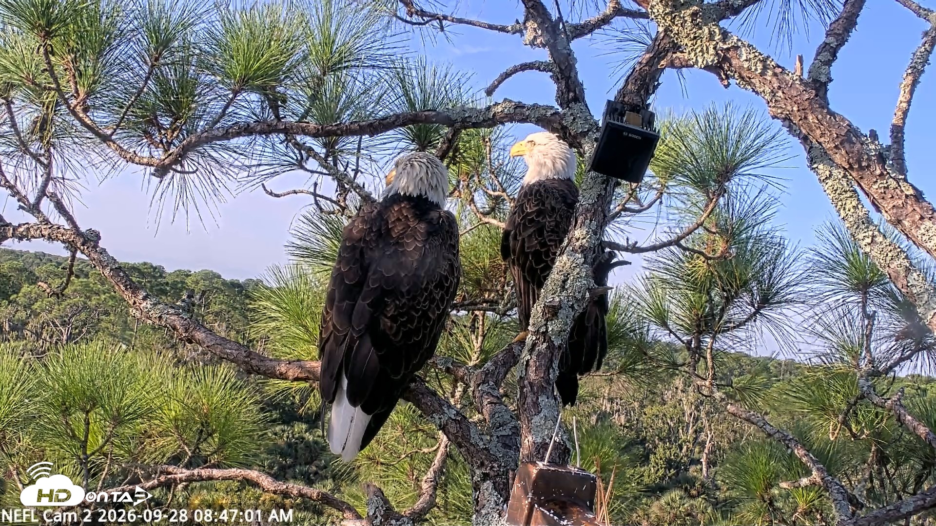 Snapshot of NE Florida Eagles Live Webcam taken Sep 28, 2026, 8:47am EDT