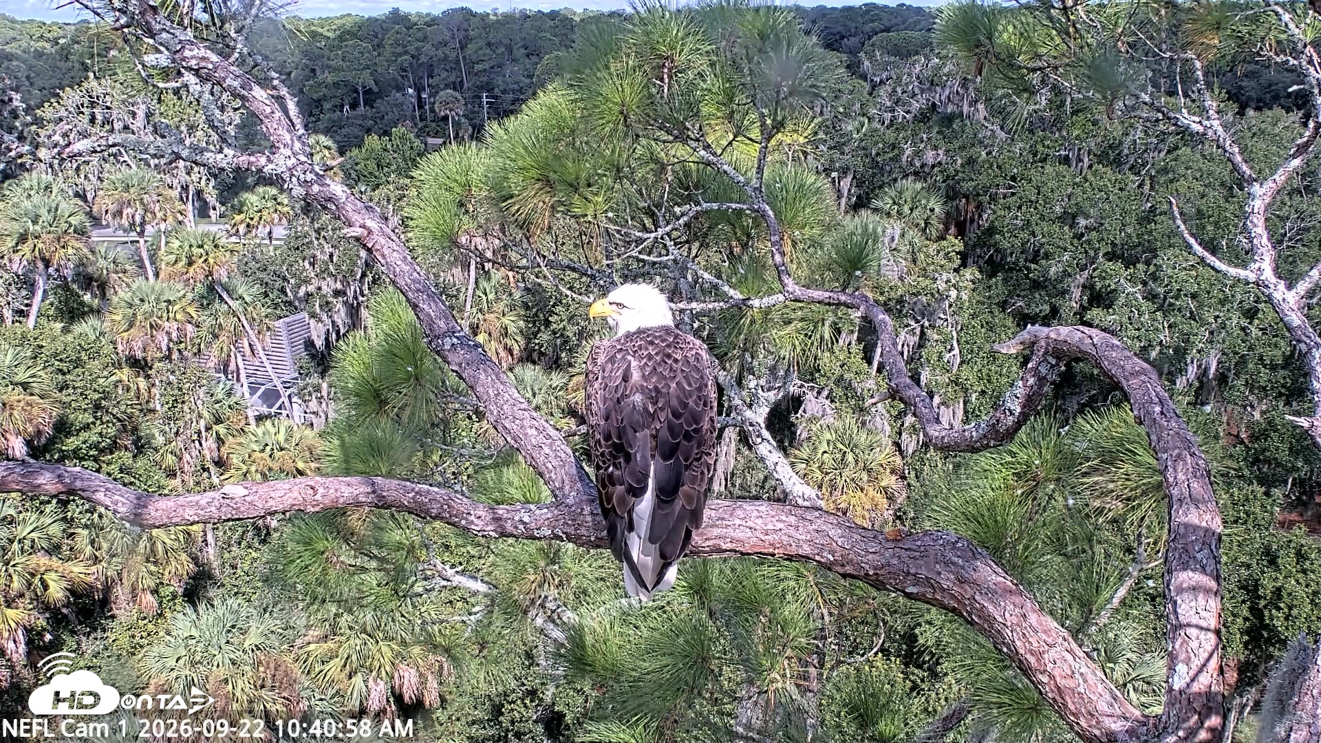 Snapshot of NE Florida Eagles Live Webcam taken Sep 22, 2026, 10:41am EDT
