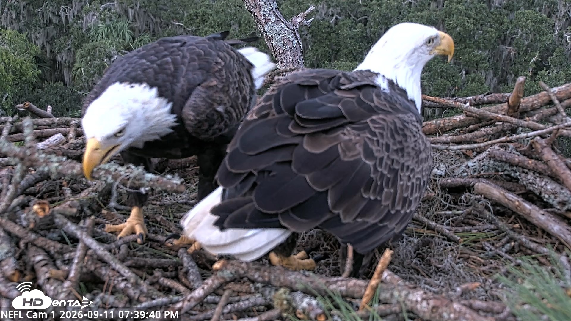 Snapshot of NE Florida Eagles Live Webcam taken Sep 11, 2026, 7:40pm EDT