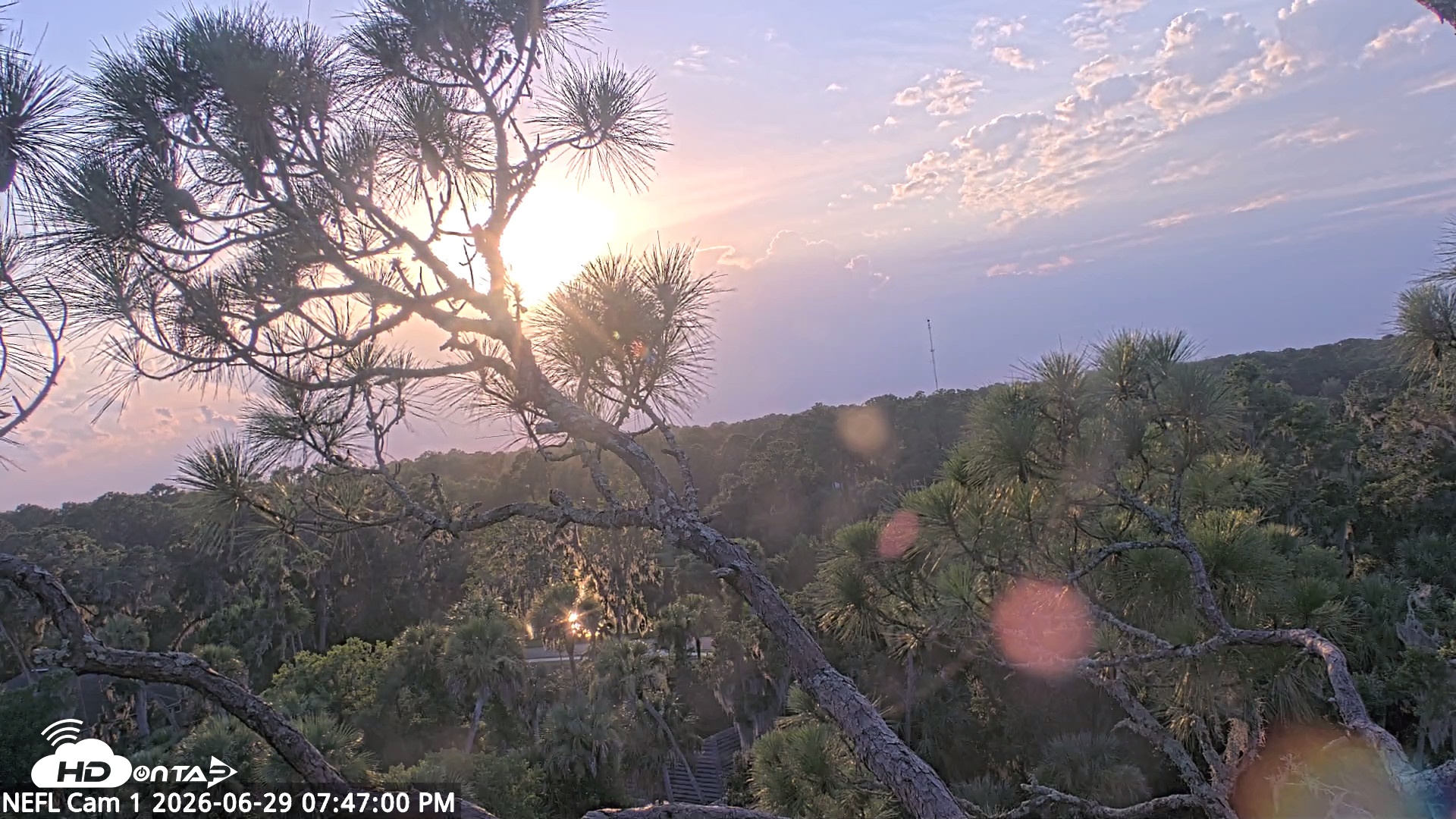 Snapshot of NE Florida Eagles Live Webcam taken Jun 29, 2026, 7:48pm EDT