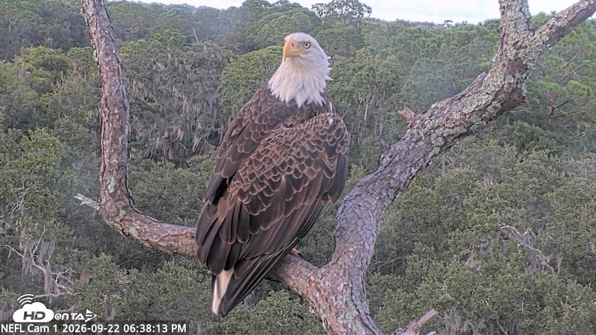 Snapshot of NE Florida Eagles Live Webcam taken Sep 22, 2026, 6:39pm EDT