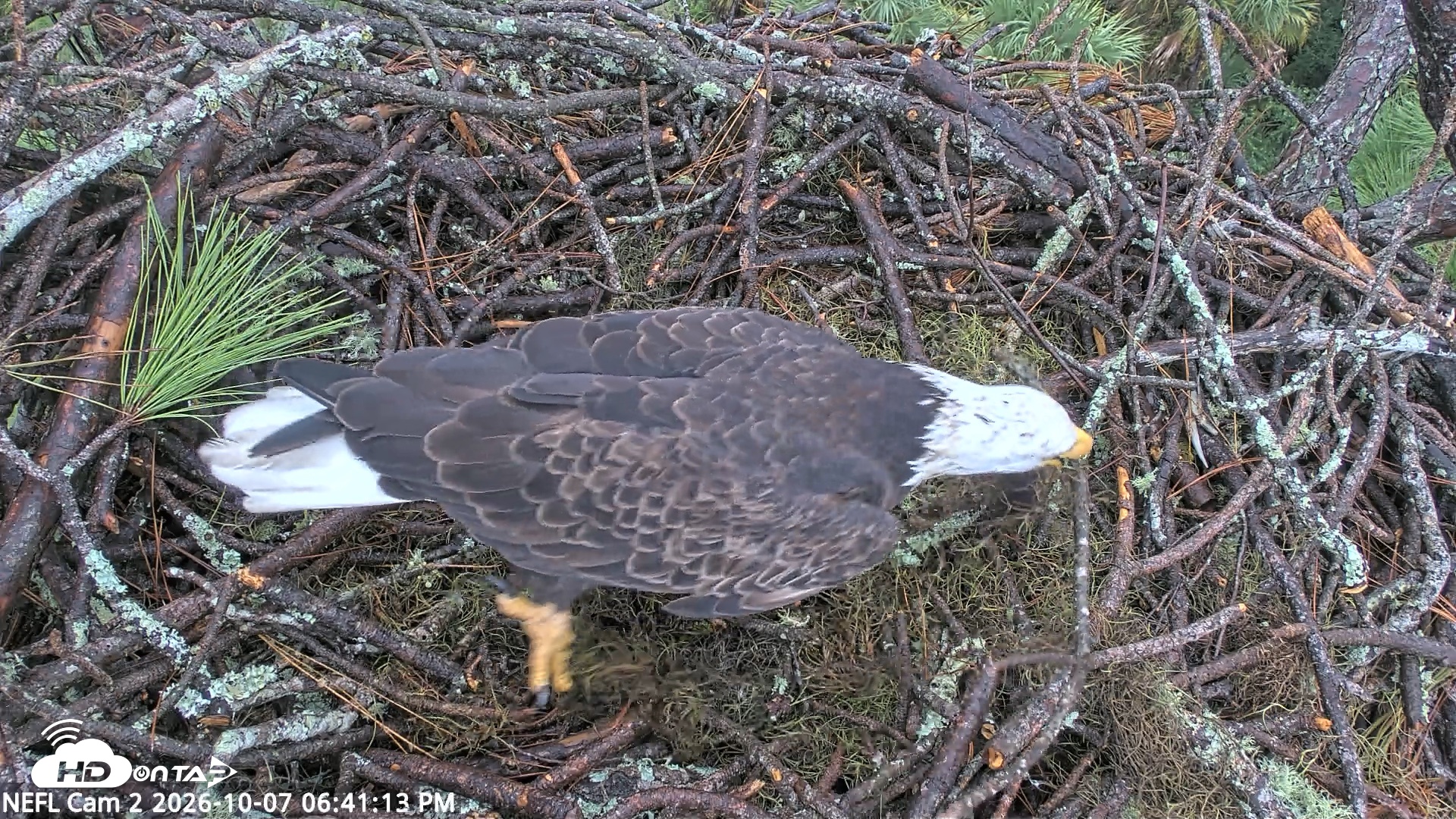 Snapshot of NE Florida Eagles Live Webcam taken Oct 7, 2026, 6:42pm EDT