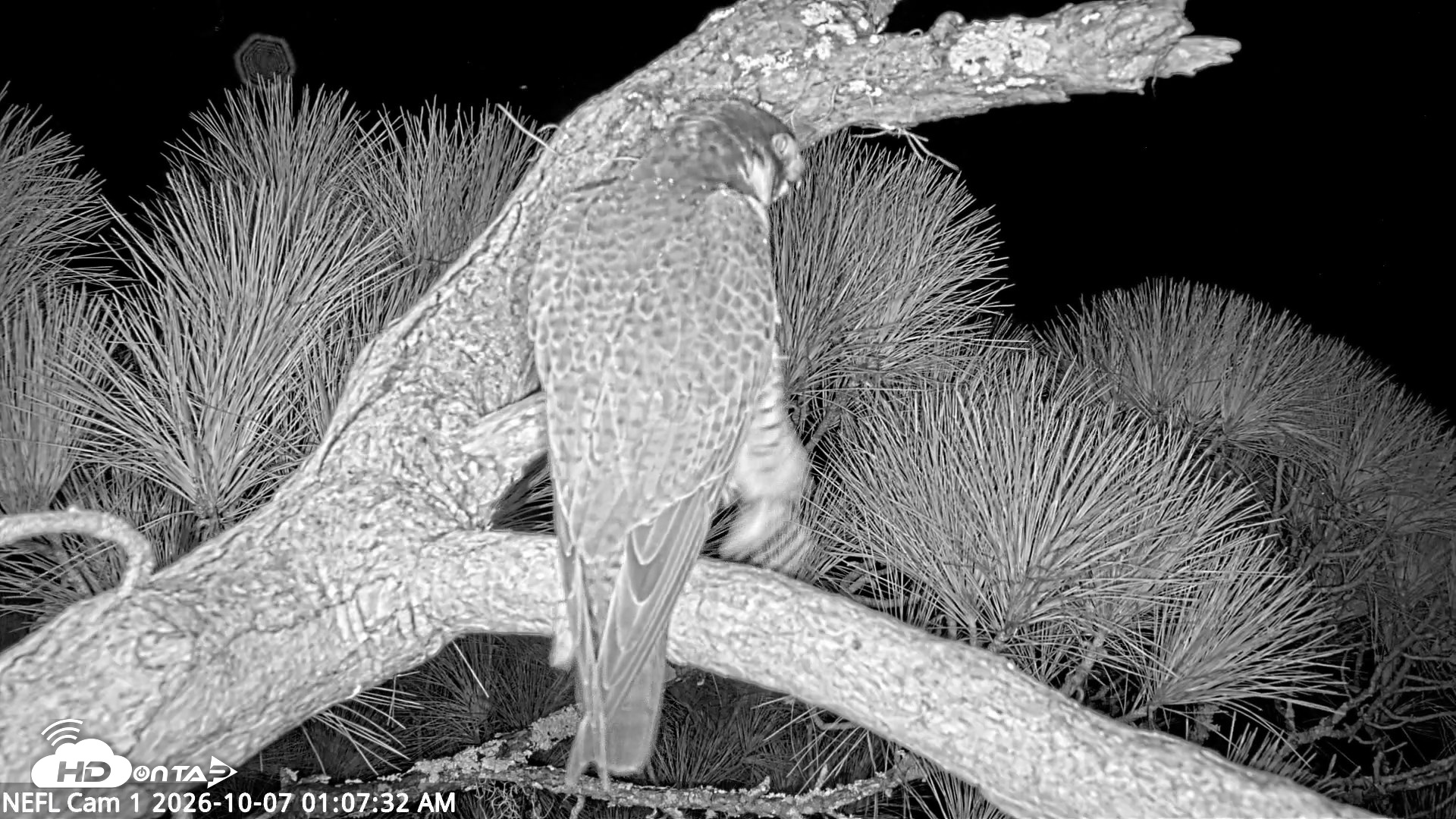 Snapshot of NE Florida Eagles Live Webcam taken Oct 7, 2026, 1:08am EDT