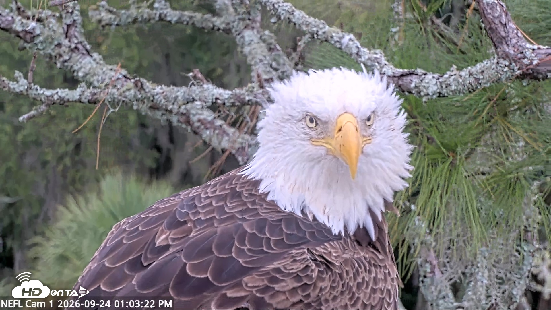 Snapshot of NE Florida Eagles Live Webcam taken Sep 24, 2026, 1:04pm EDT