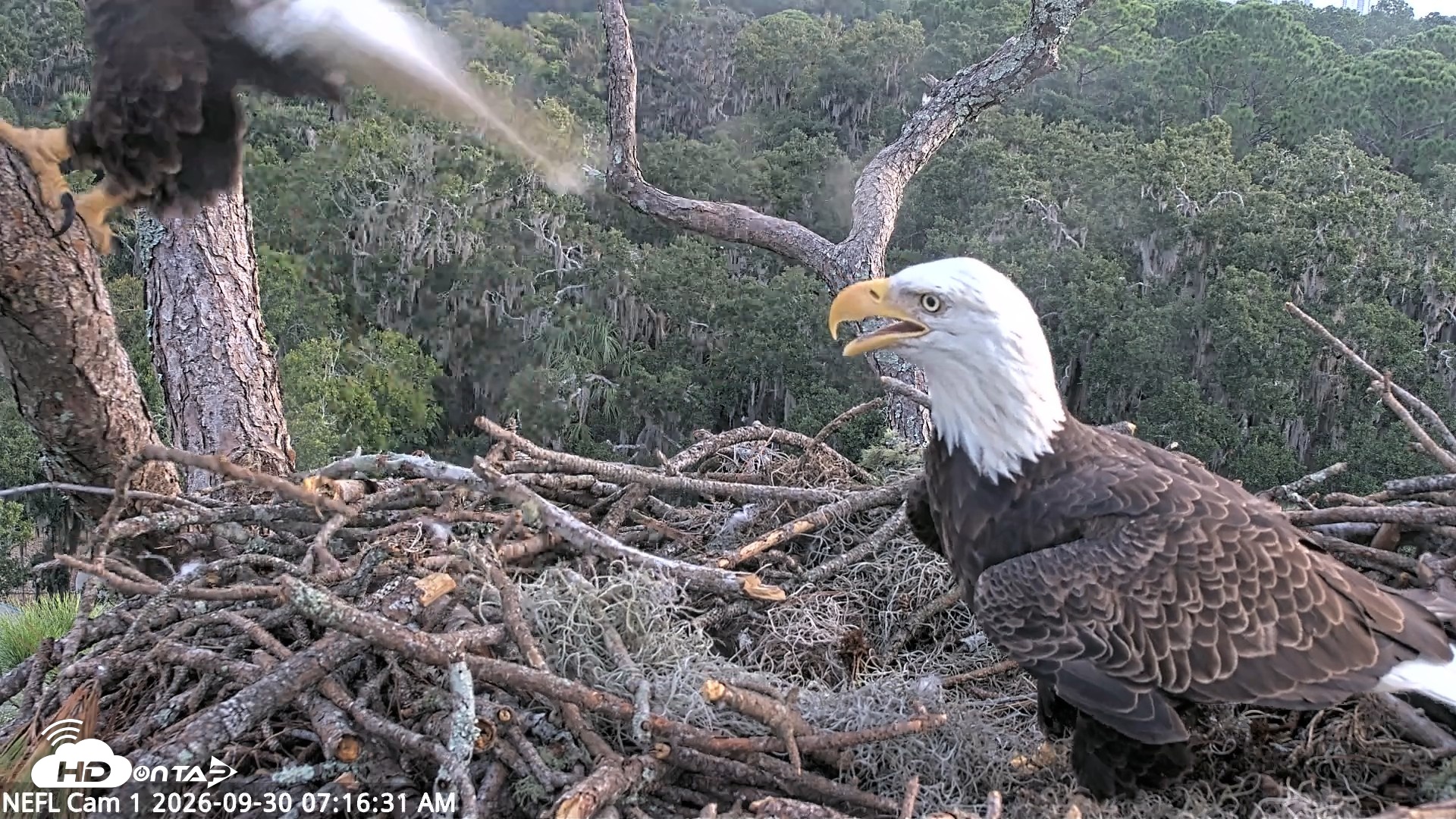 Snapshot of NE Florida Eagles Live Webcam taken Sep 30, 2026, 7:17am EDT