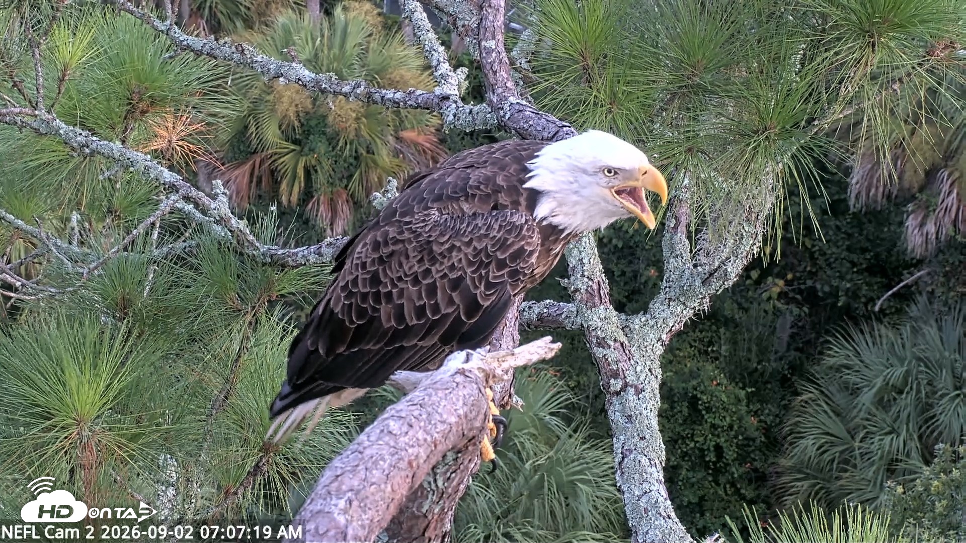 Snapshot of NE Florida Eagles Live Webcam taken Sep 2, 2026, 7:08am EDT