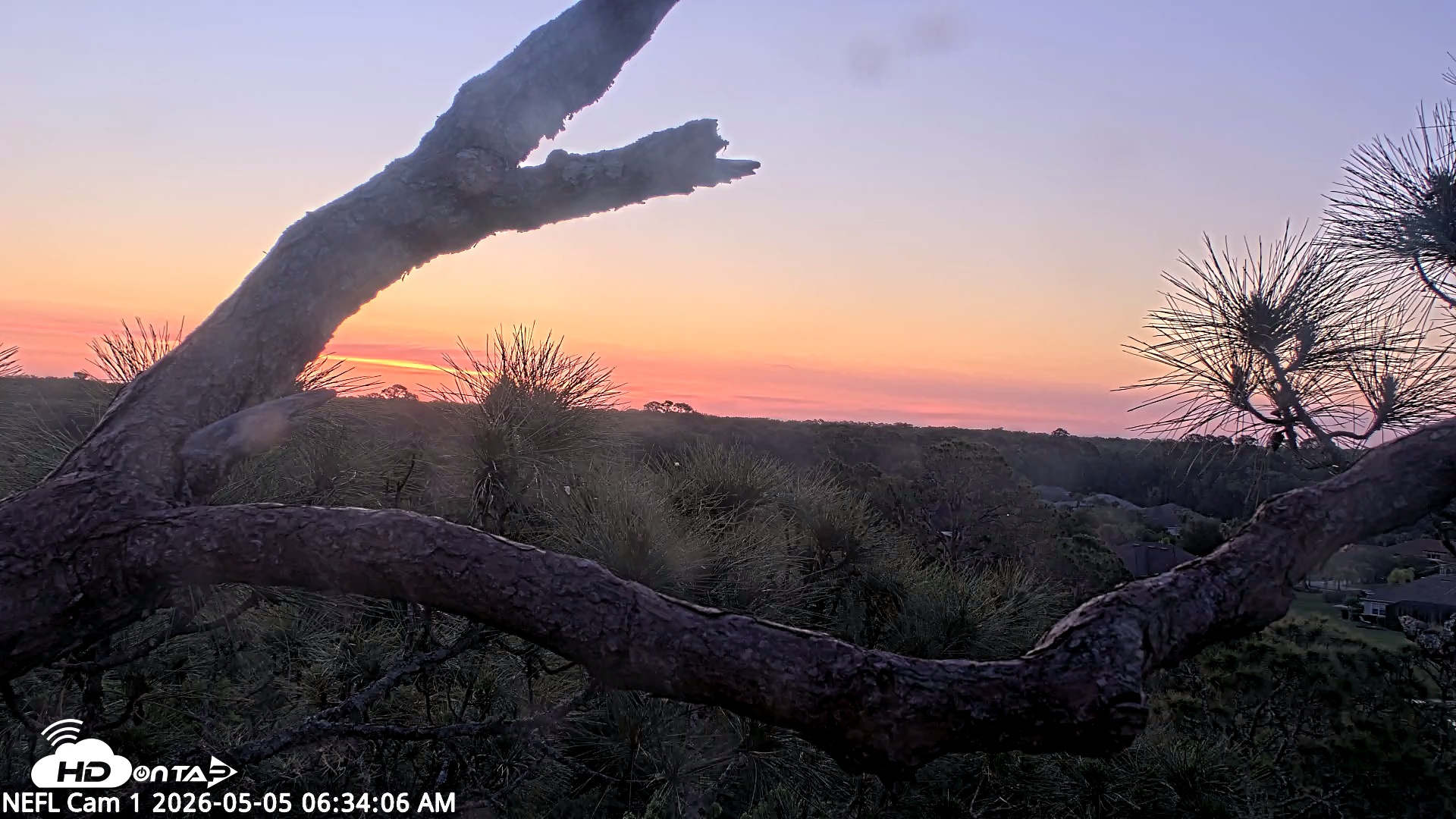 Snapshot of NE Florida Eagles Live Webcam taken May 5, 2026, 6:35am EDT