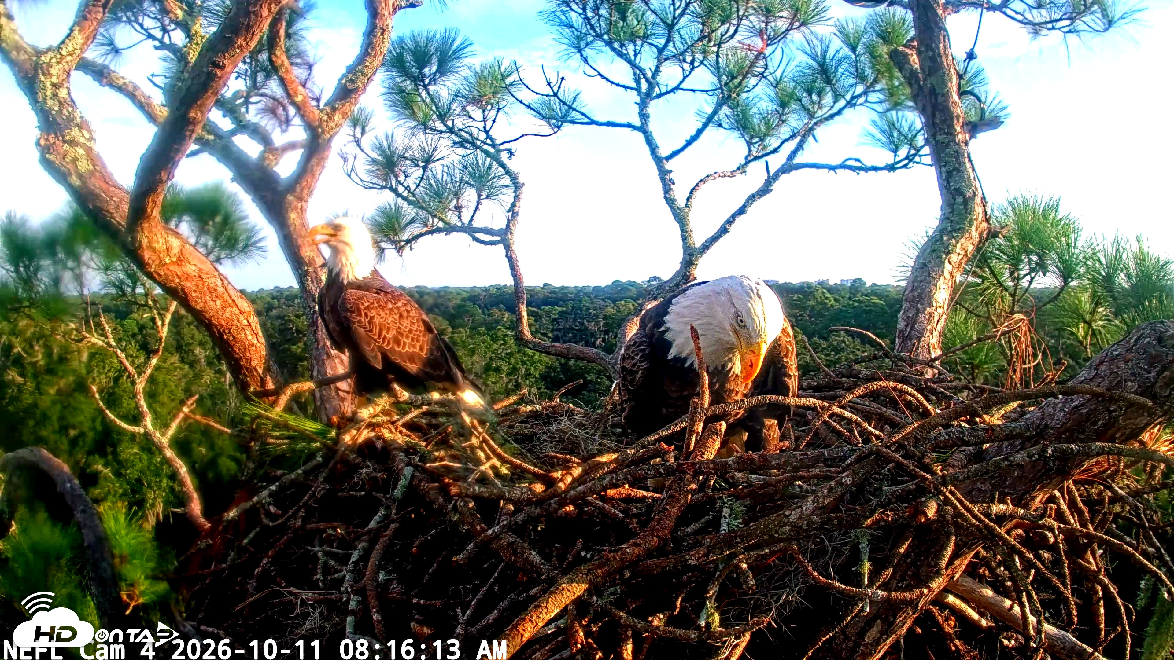 Snapshot of NE Florida Eagles Live Webcam taken Oct 11, 2026, 8:17am EDT