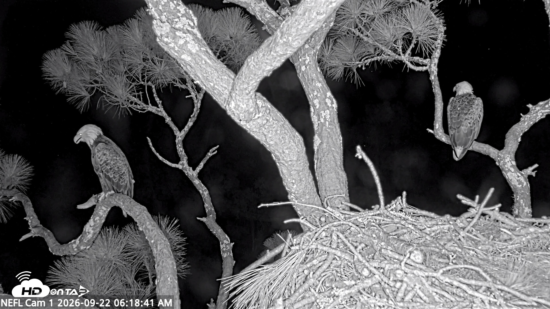 Snapshot of NE Florida Eagles Live Webcam taken Sep 22, 2026, 6:20am EDT
