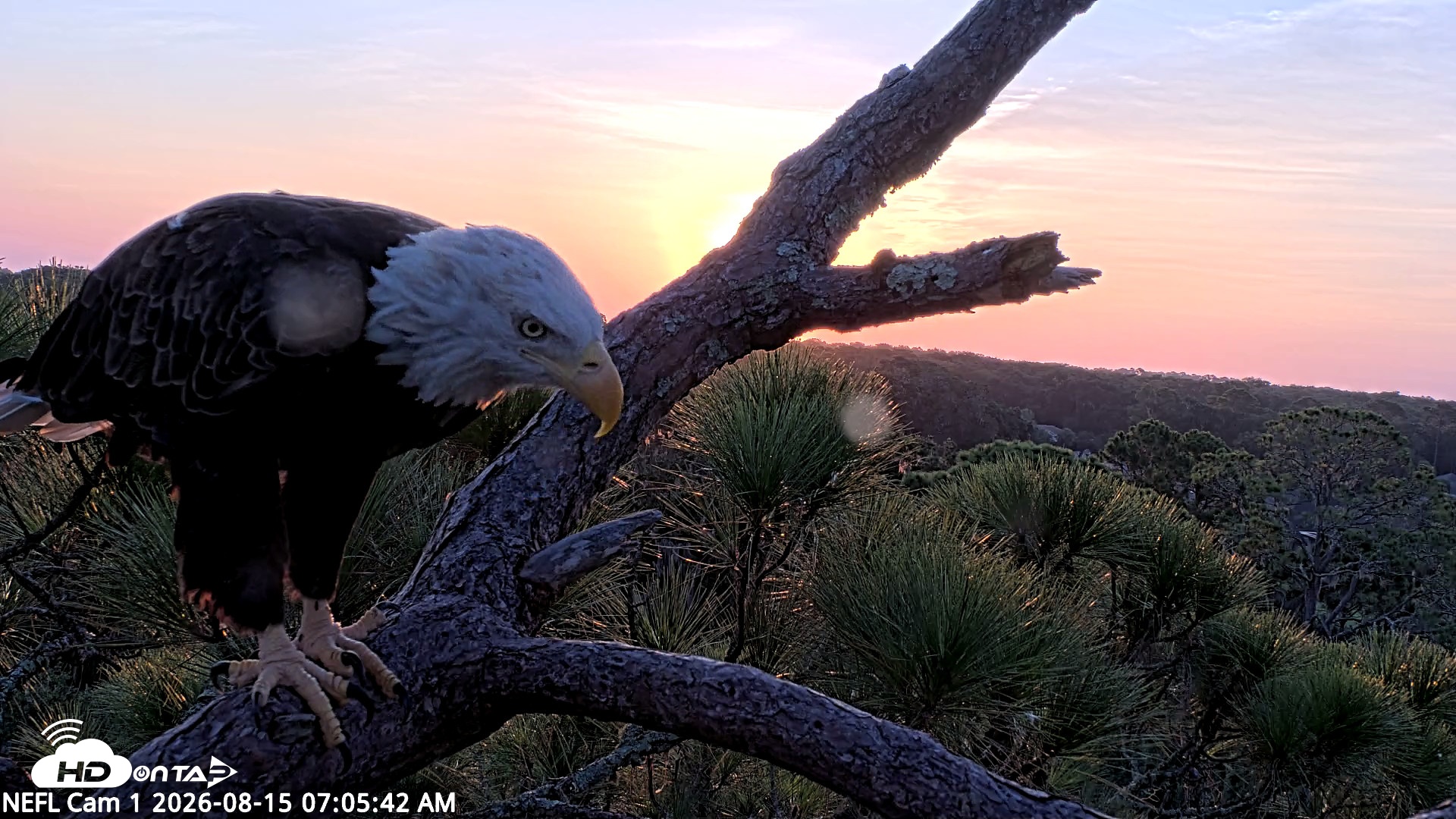 Snapshot of NE Florida Eagles Live Webcam taken Aug 15, 2026, 7:06am EDT