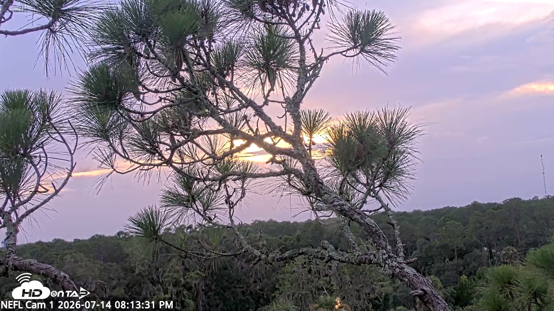 Snapshot of NE Florida Eagles Live Webcam taken Jul 14, 2026, 8:14pm EDT