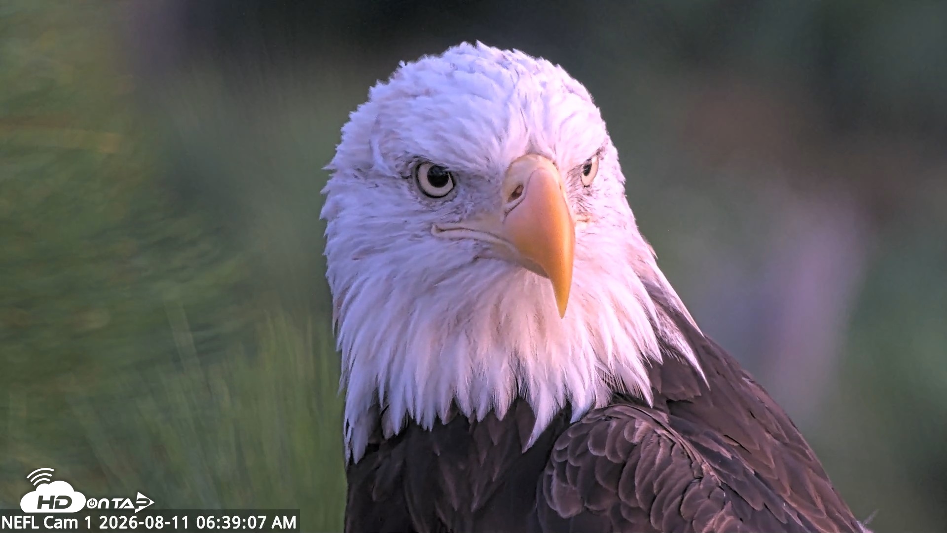 Snapshot of NE Florida Eagles Live Webcam taken Aug 11, 2026, 6:40am EDT