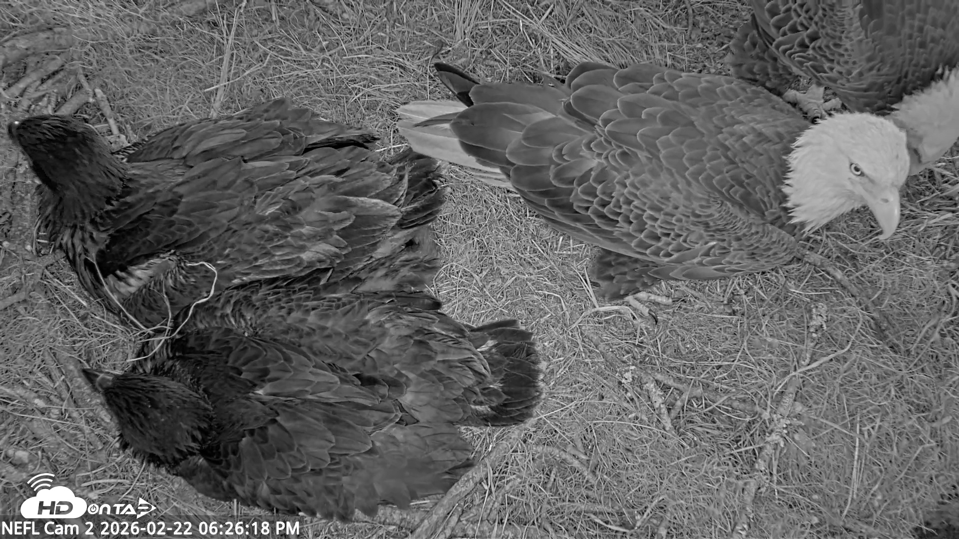 Snapshot of NE Florida Eagles Live Webcam taken Feb 22, 2026, 6:26pm EST