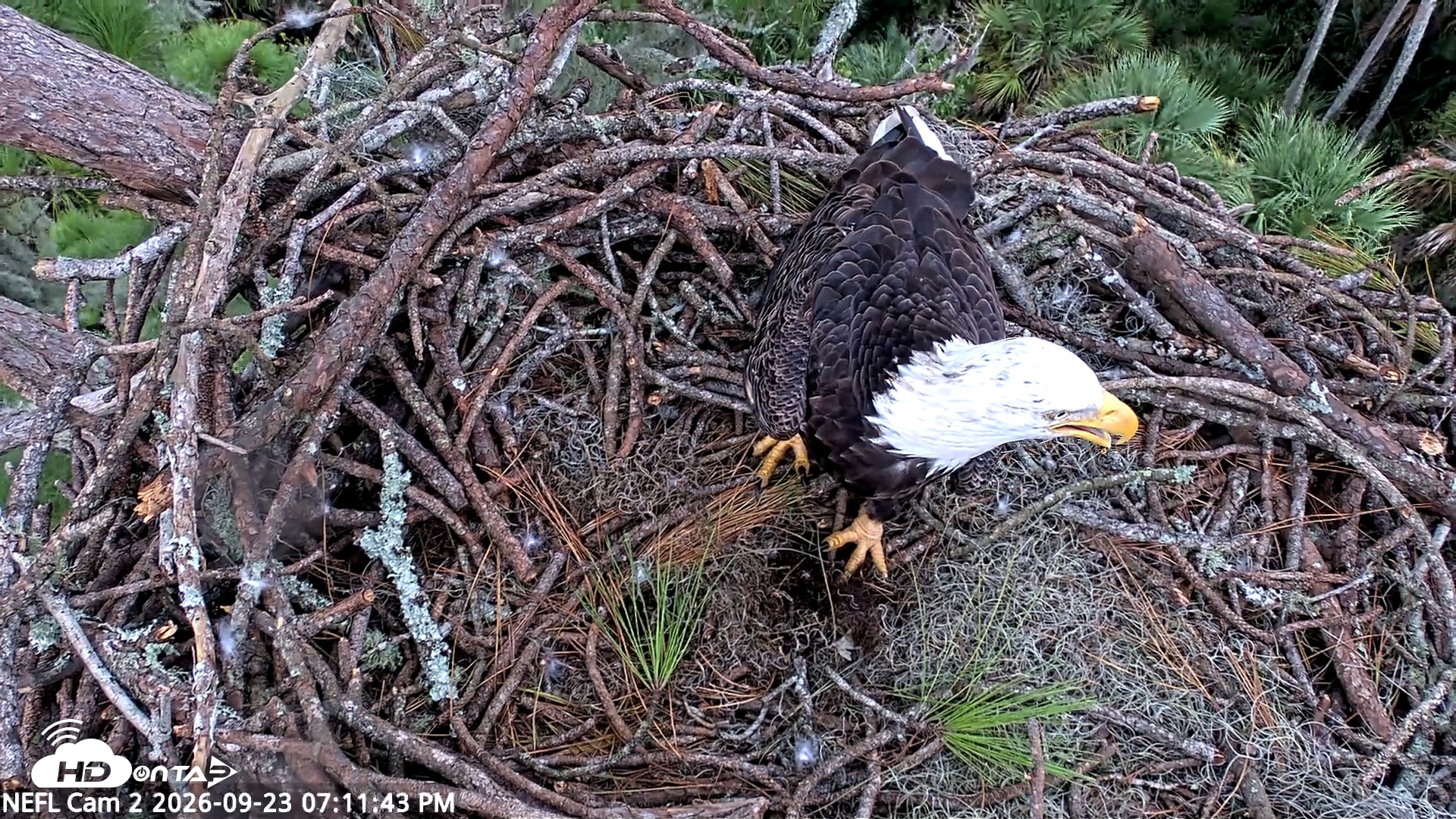 Snapshot of NE Florida Eagles Live Webcam taken Sep 23, 2026, 7:12pm EDT