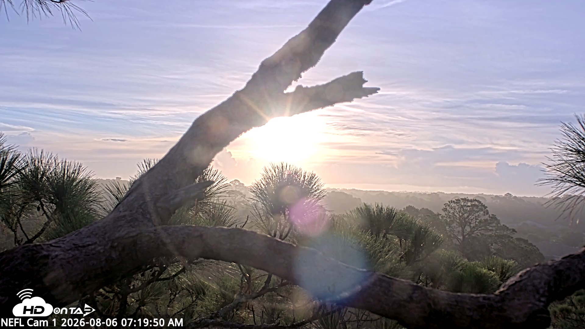 Snapshot of NE Florida Eagles Live Webcam taken Aug 6, 2026, 7:21am EDT