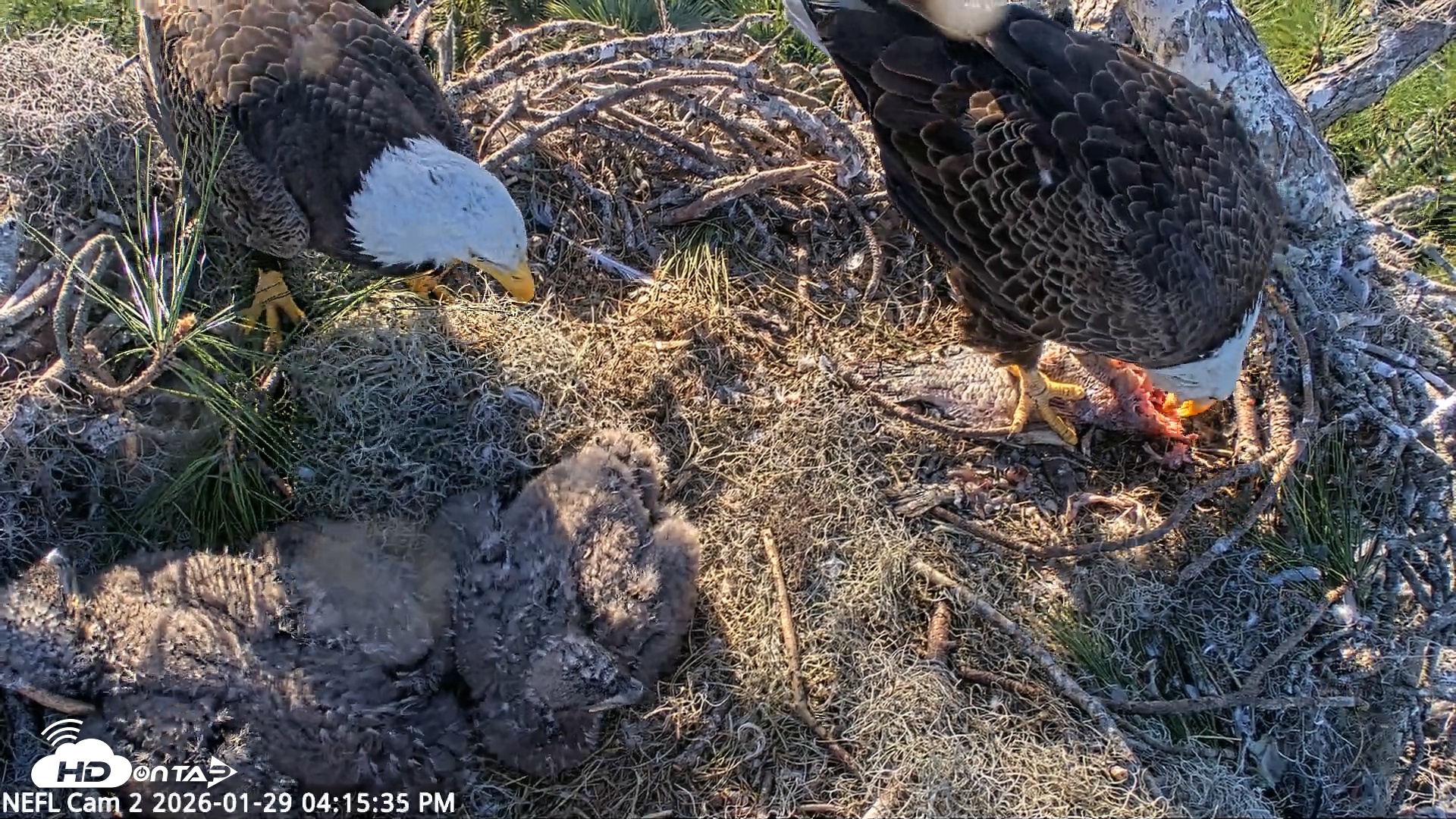 Snapshot of NE Florida Eagles Live Webcam taken Jan 29, 2026, 4:16pm EST