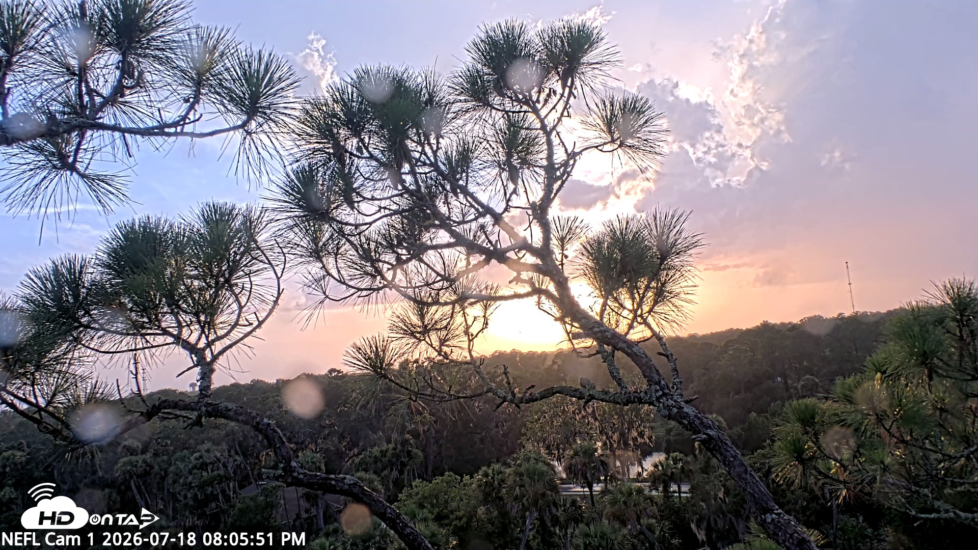 Snapshot of NE Florida Eagles Live Webcam taken Jul 18, 2026, 8:06pm EDT