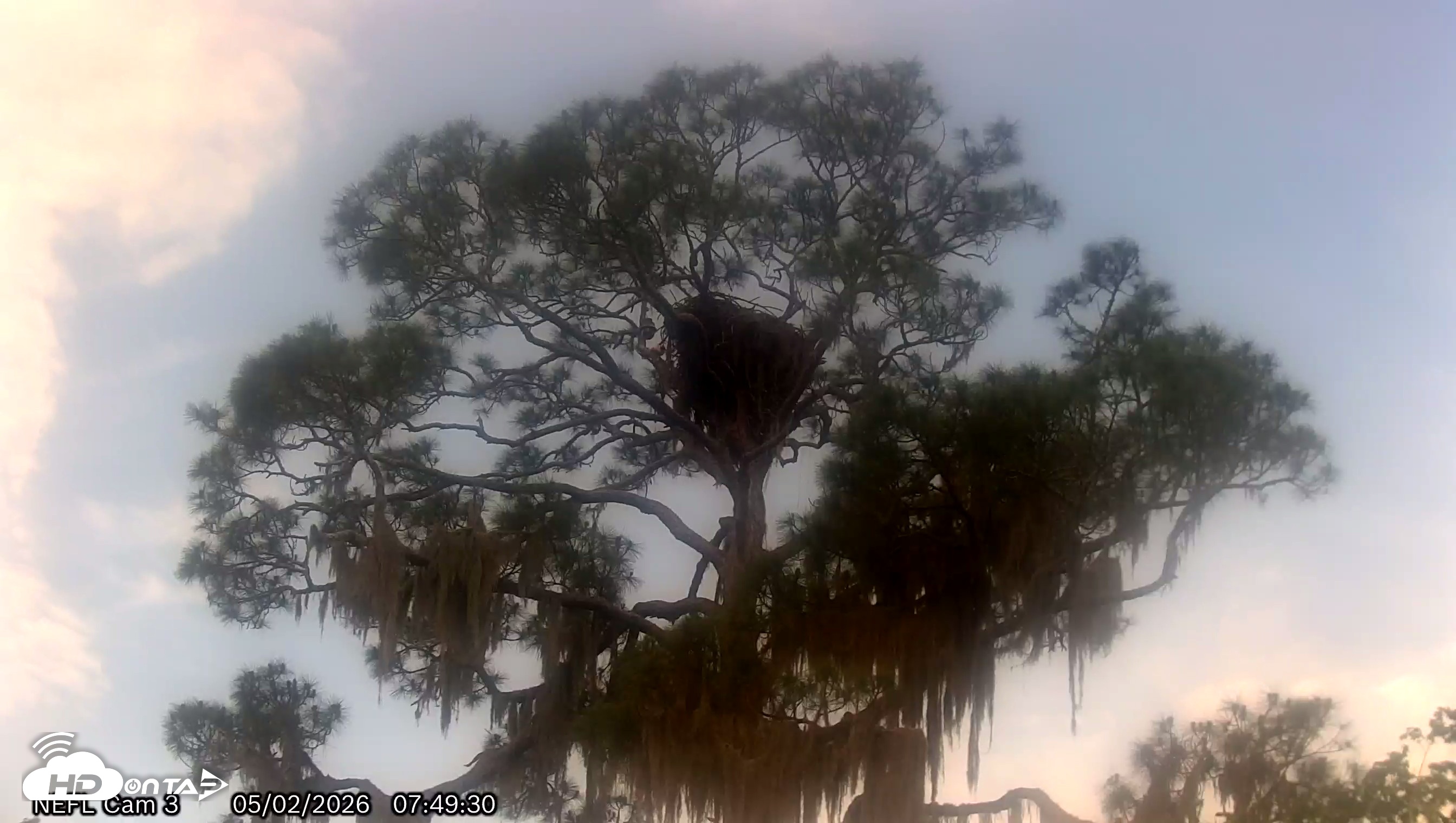 Snapshot of NE Florida Eagles Live Webcam taken May 2, 2026, 7:52am EDT