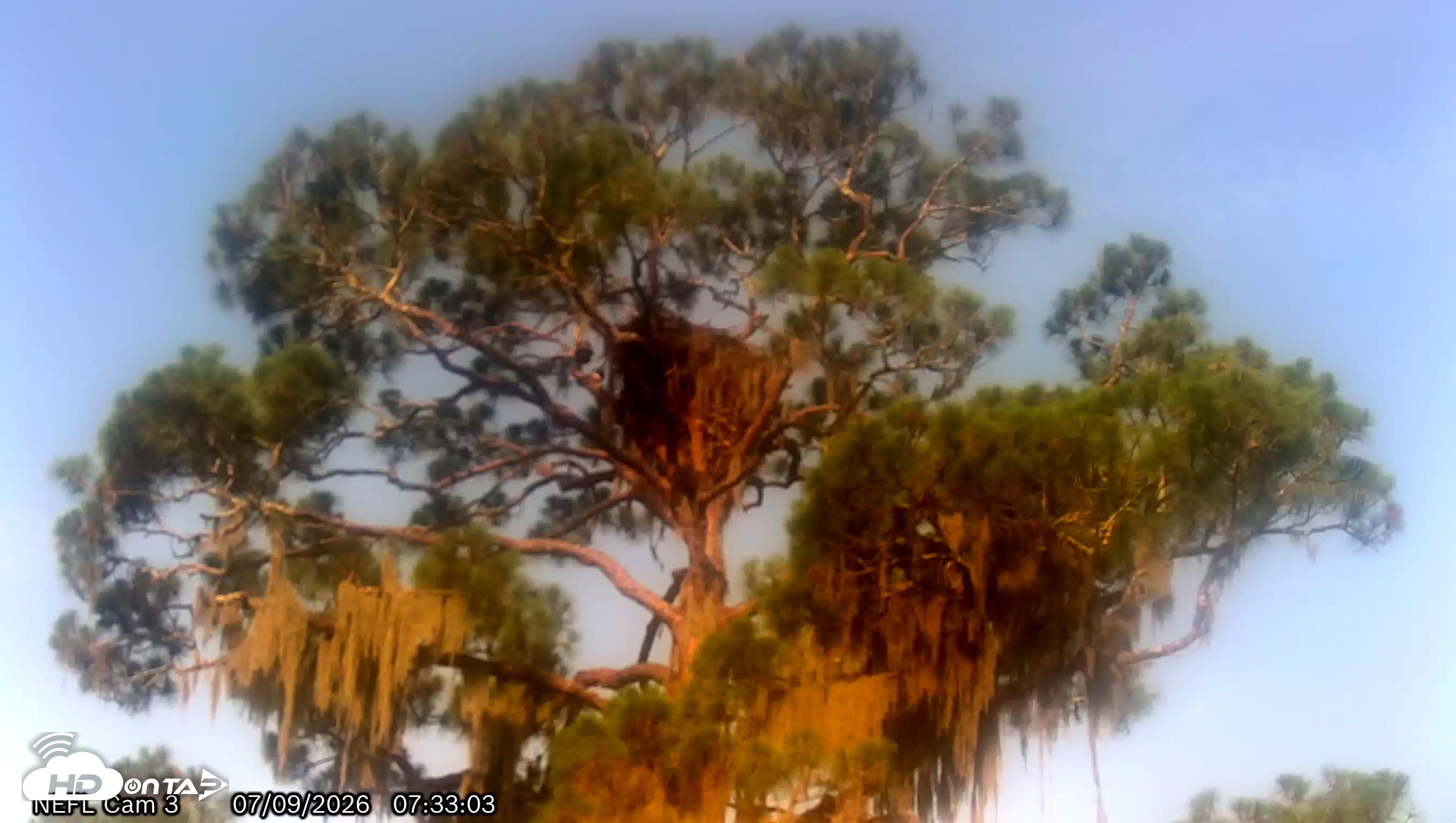 Snapshot of NE Florida Eagles Live Webcam taken Jul 9, 2026, 7:34am EDT