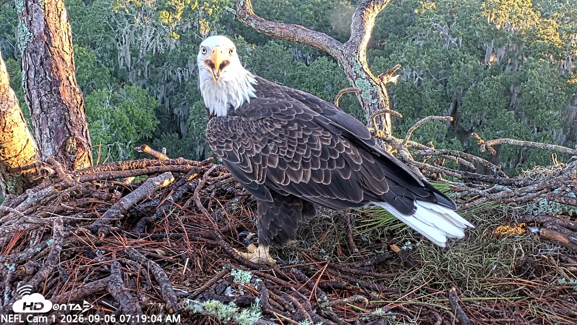 Snapshot of NE Florida Eagles Live Webcam taken Sep 6, 2026, 7:19am EDT