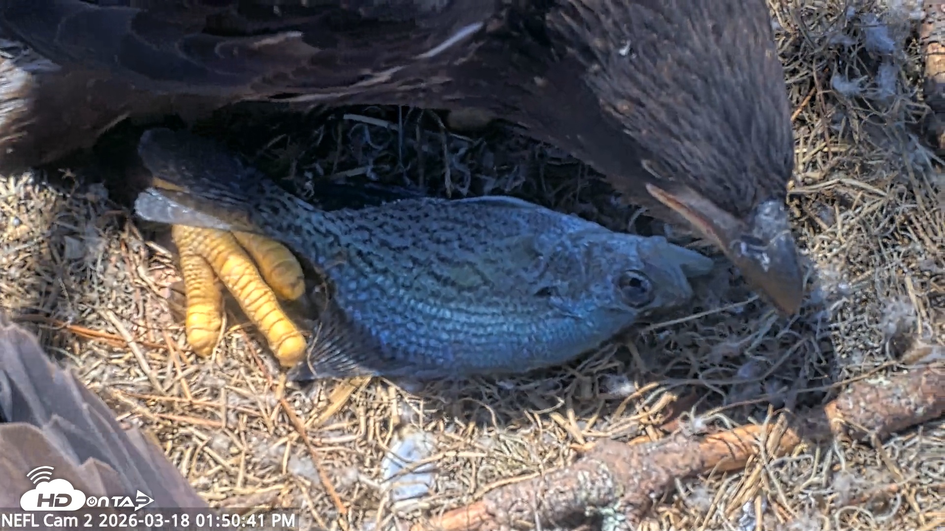 Snapshot of NE Florida Eagles Live Webcam taken Mar 18, 2026, 1:51pm EDT