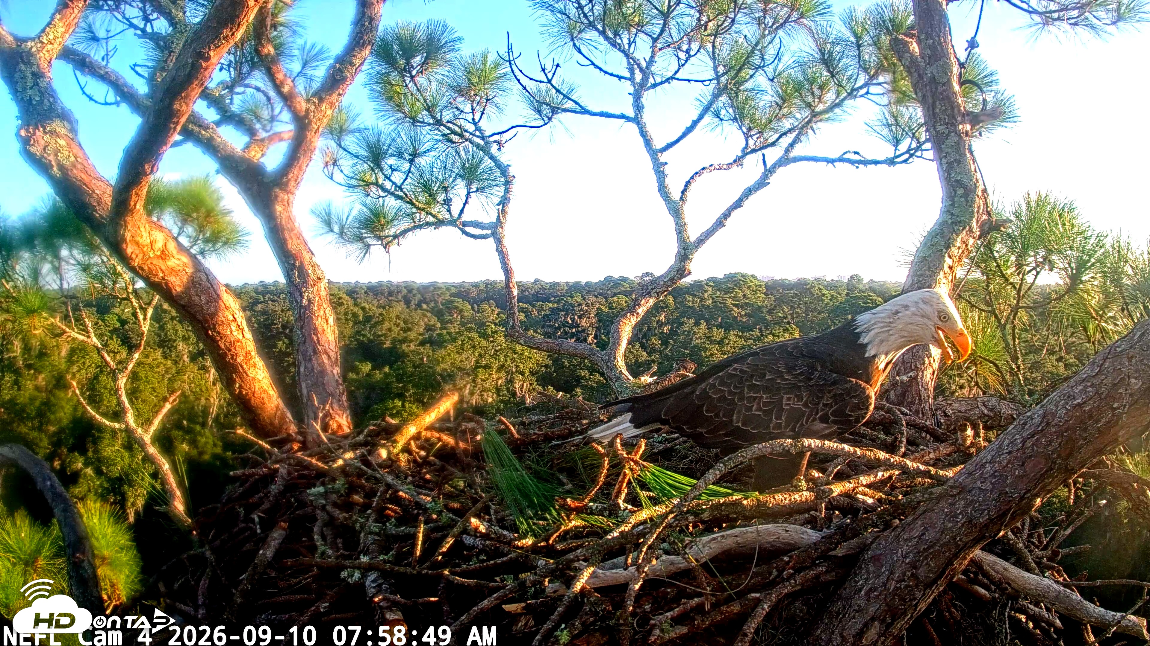 Snapshot of NE Florida Eagles Live Webcam taken Sep 10, 2026, 7:59am EDT