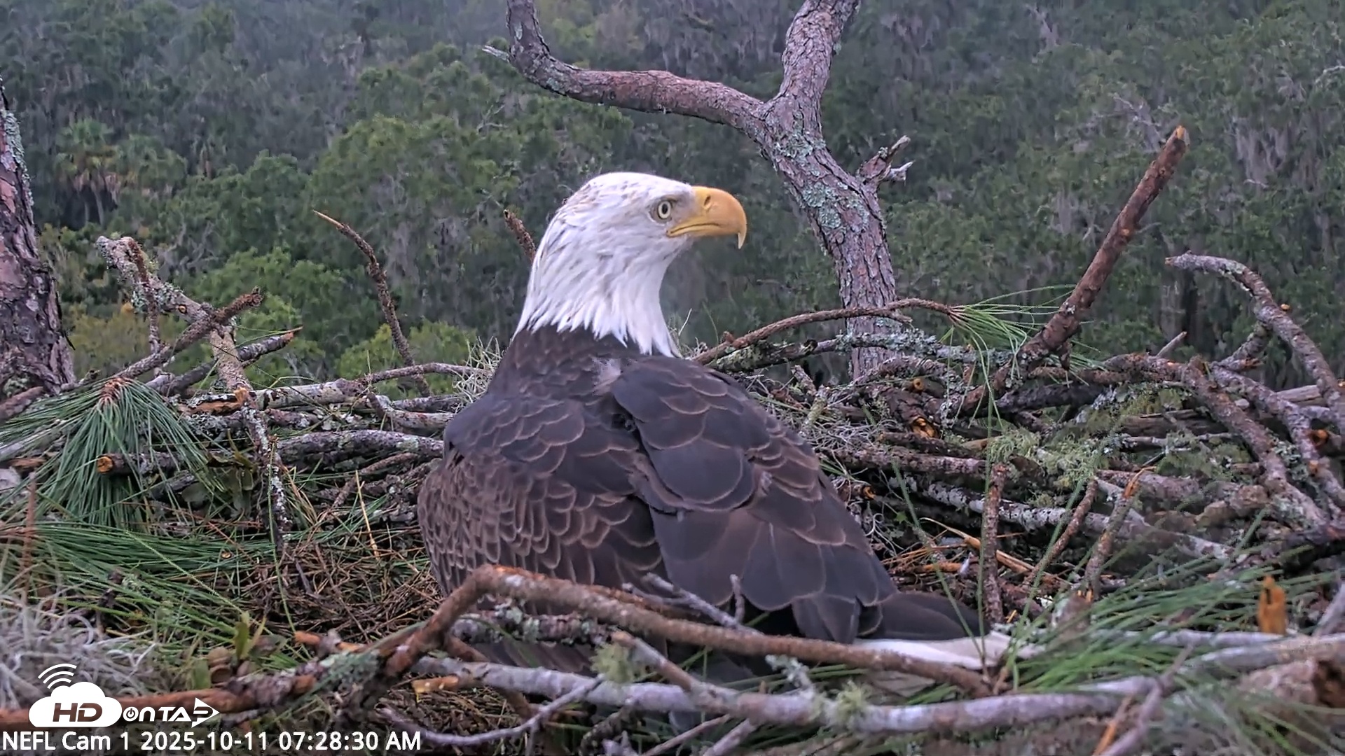 Snapshot of NE Florida Eagles Live Webcam taken Oct 11, 2025, 7:29am EDT