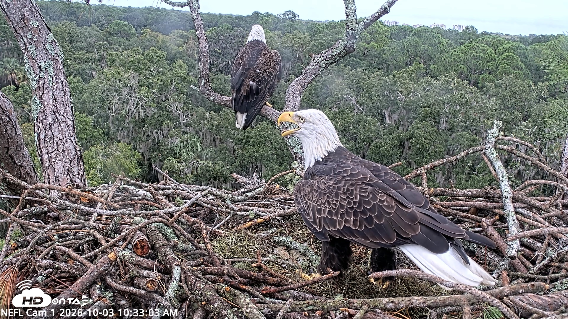 Snapshot of NE Florida Eagles Live Webcam taken Oct 3, 2026, 10:33am EDT
