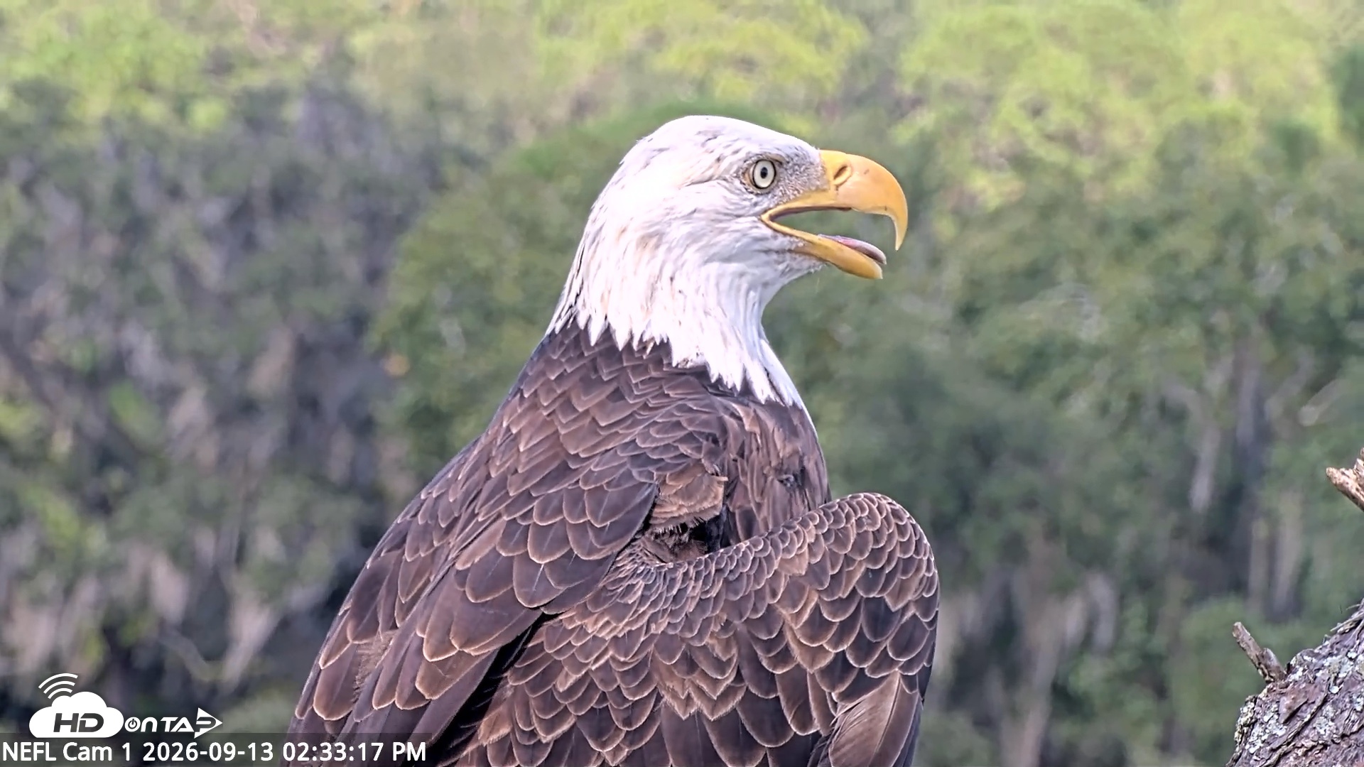 Snapshot of NE Florida Eagles Live Webcam taken Sep 13, 2026, 2:34pm EDT