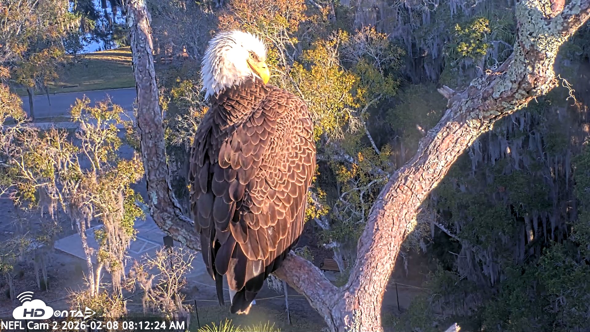 Snapshot of NE Florida Eagles Live Webcam taken Feb 8, 2026, 8:13am EST