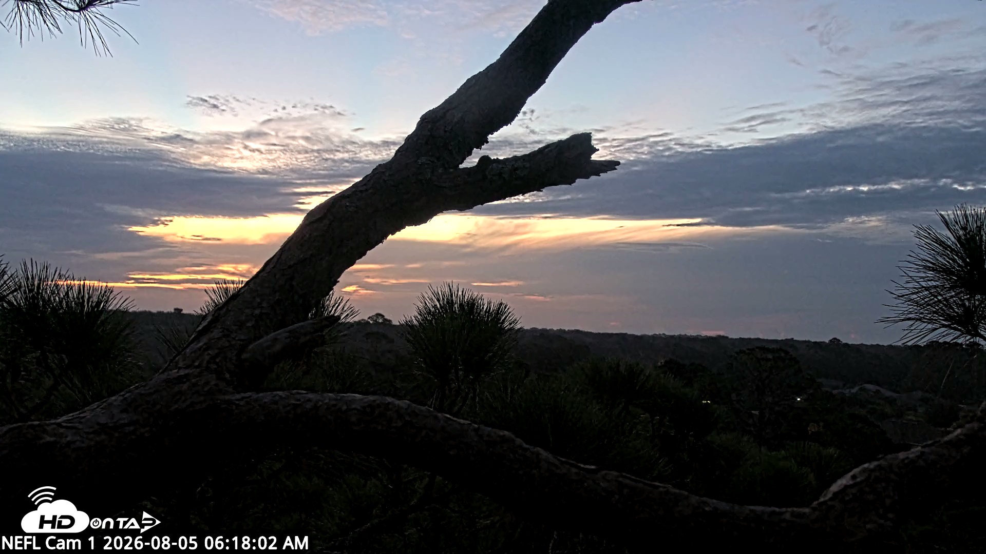 Snapshot of NE Florida Eagles Live Webcam taken Aug 5, 2026, 6:19am EDT