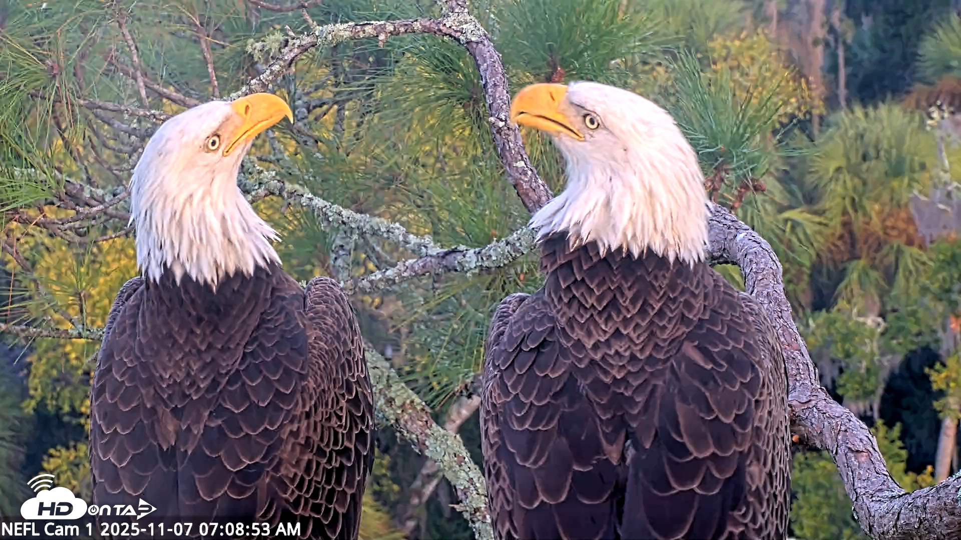 Snapshot of NE Florida Eagles Live Webcam taken Nov 7, 2025, 7:09am EST