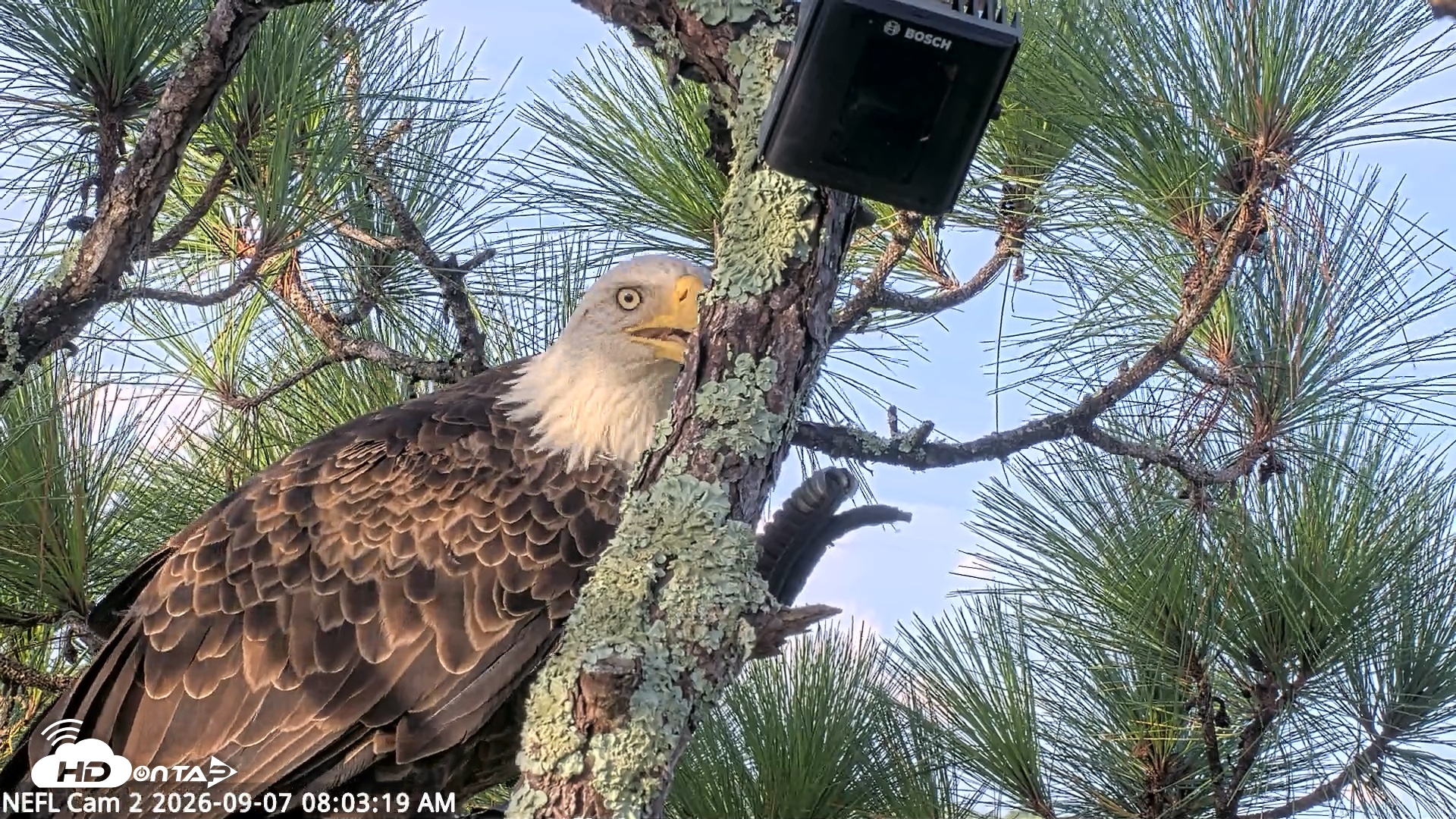 Snapshot of NE Florida Eagles Live Webcam taken Sep 7, 2026, 8:04am EDT
