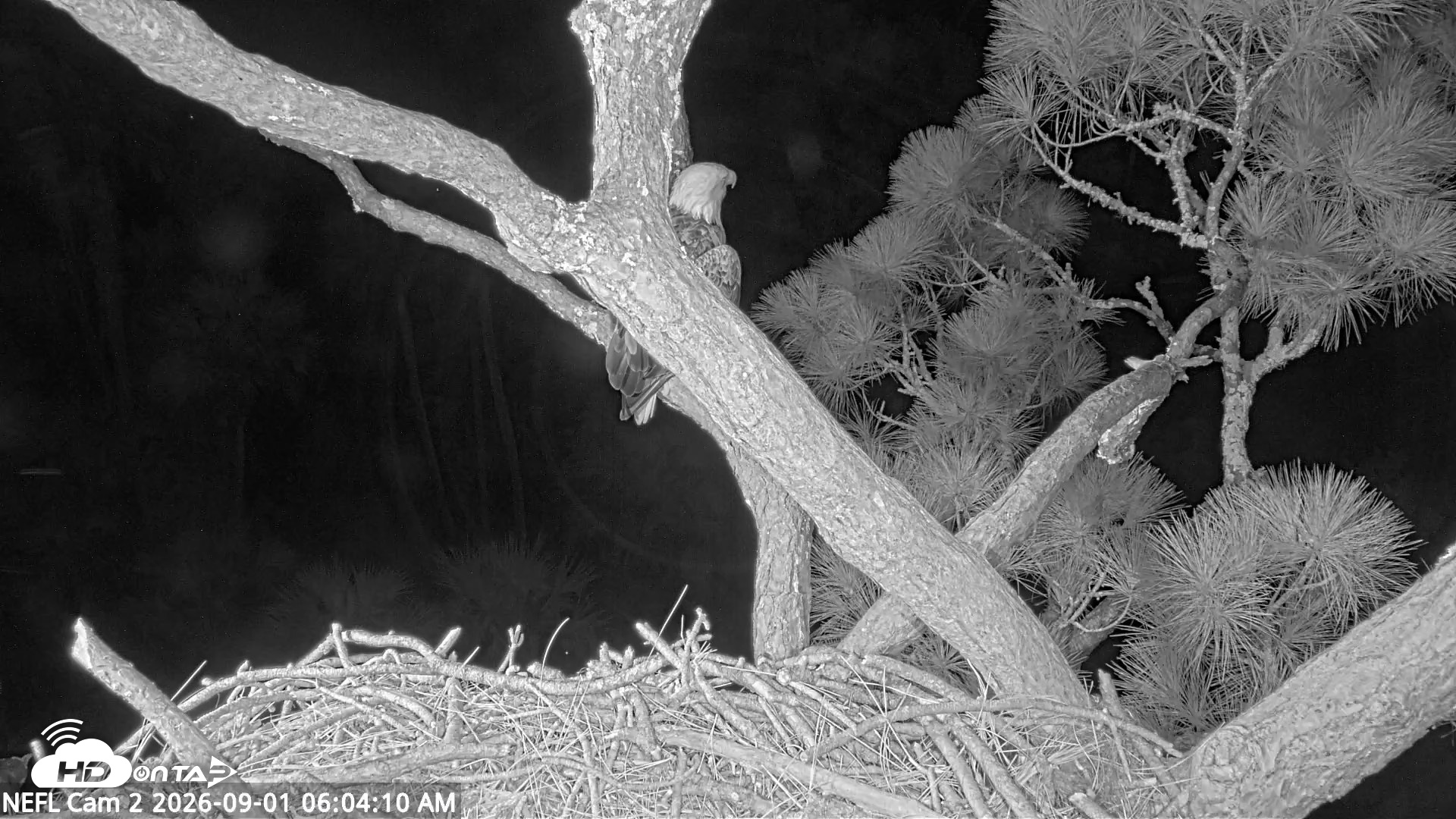 Snapshot of NE Florida Eagles Live Webcam taken Sep 1, 2026, 6:04am EDT
